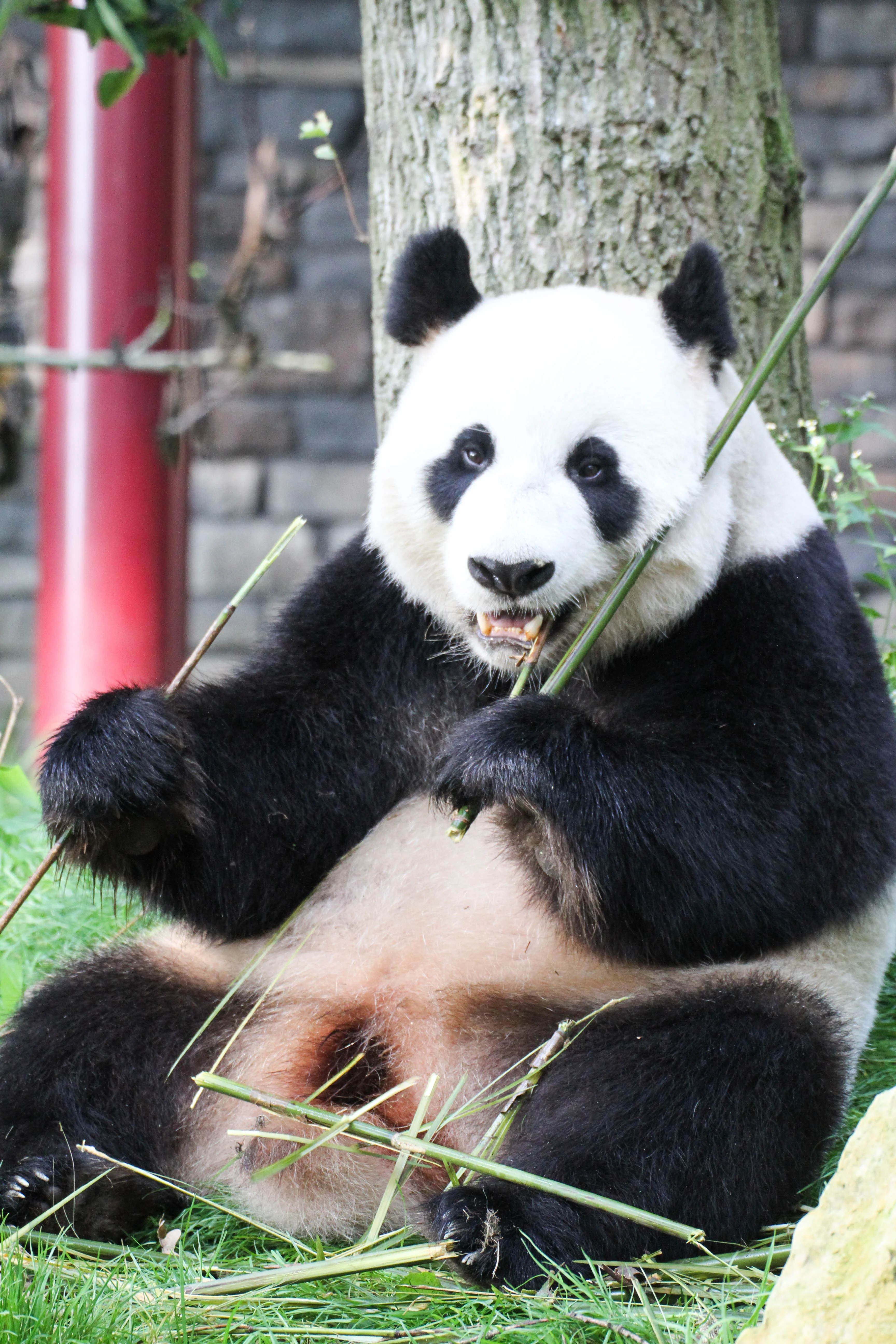 Ouwehands Dierenpark Rhenen