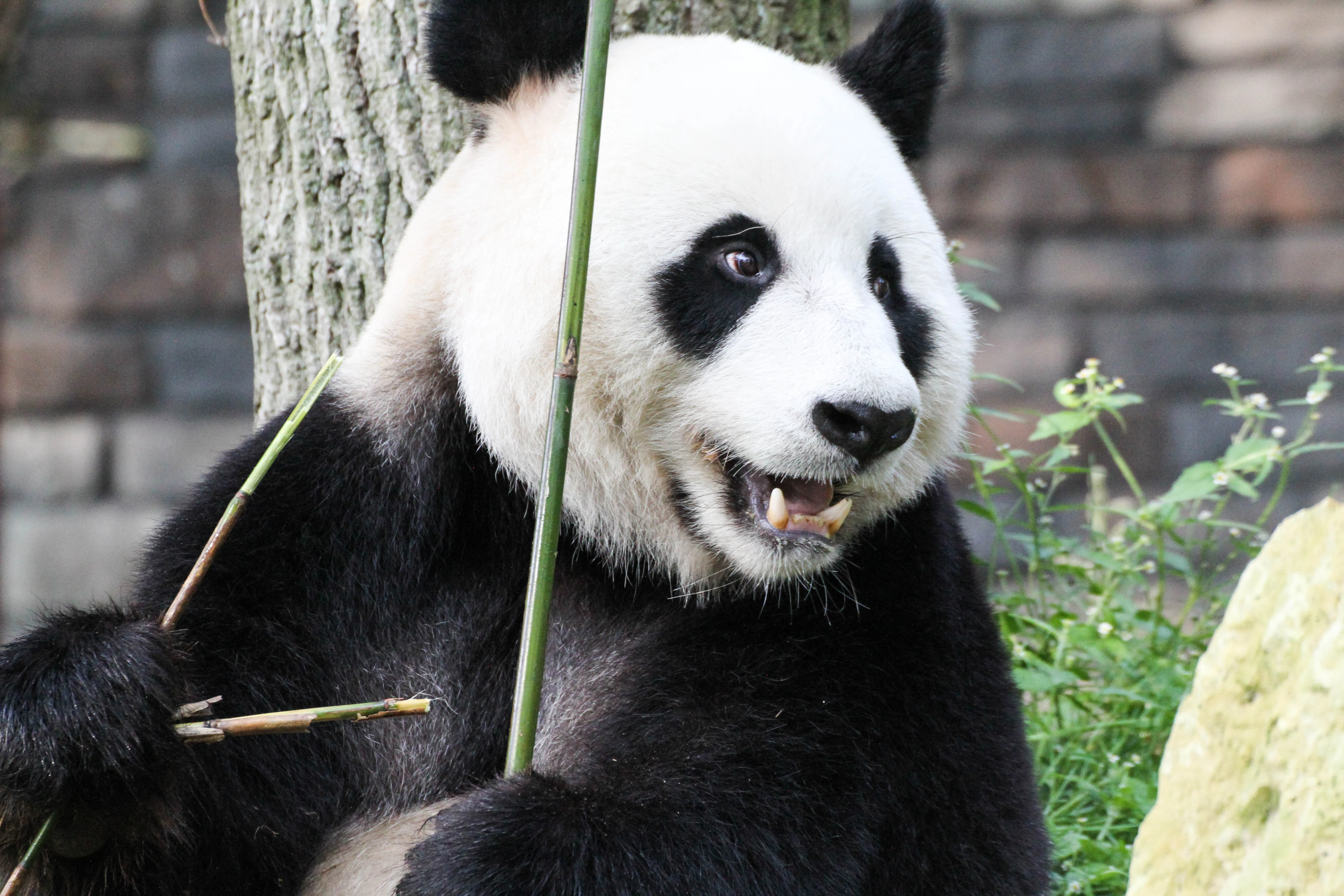 Ouwehands Dierenpark Rhenen