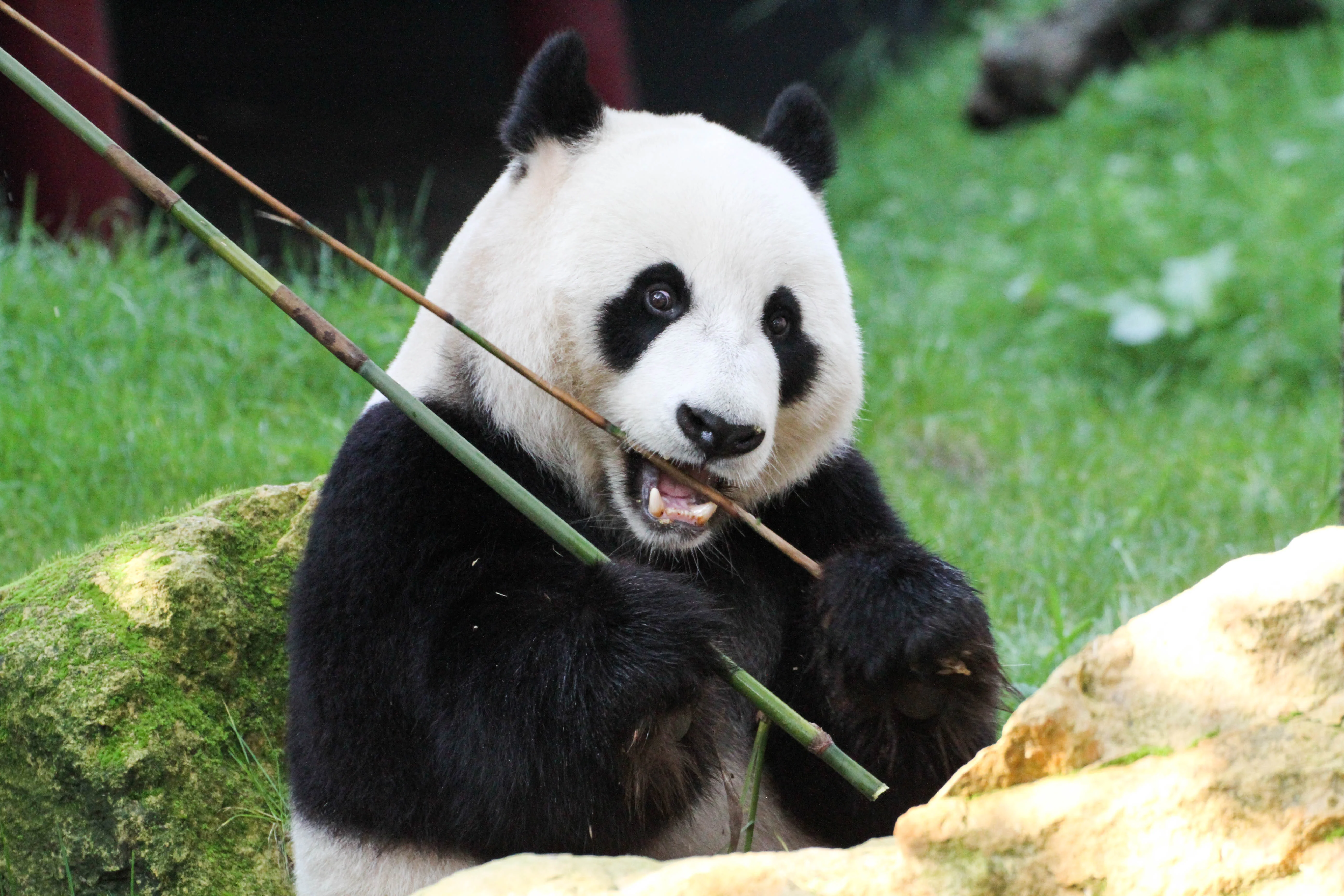 Ouwehands Dierenpark Rhenen