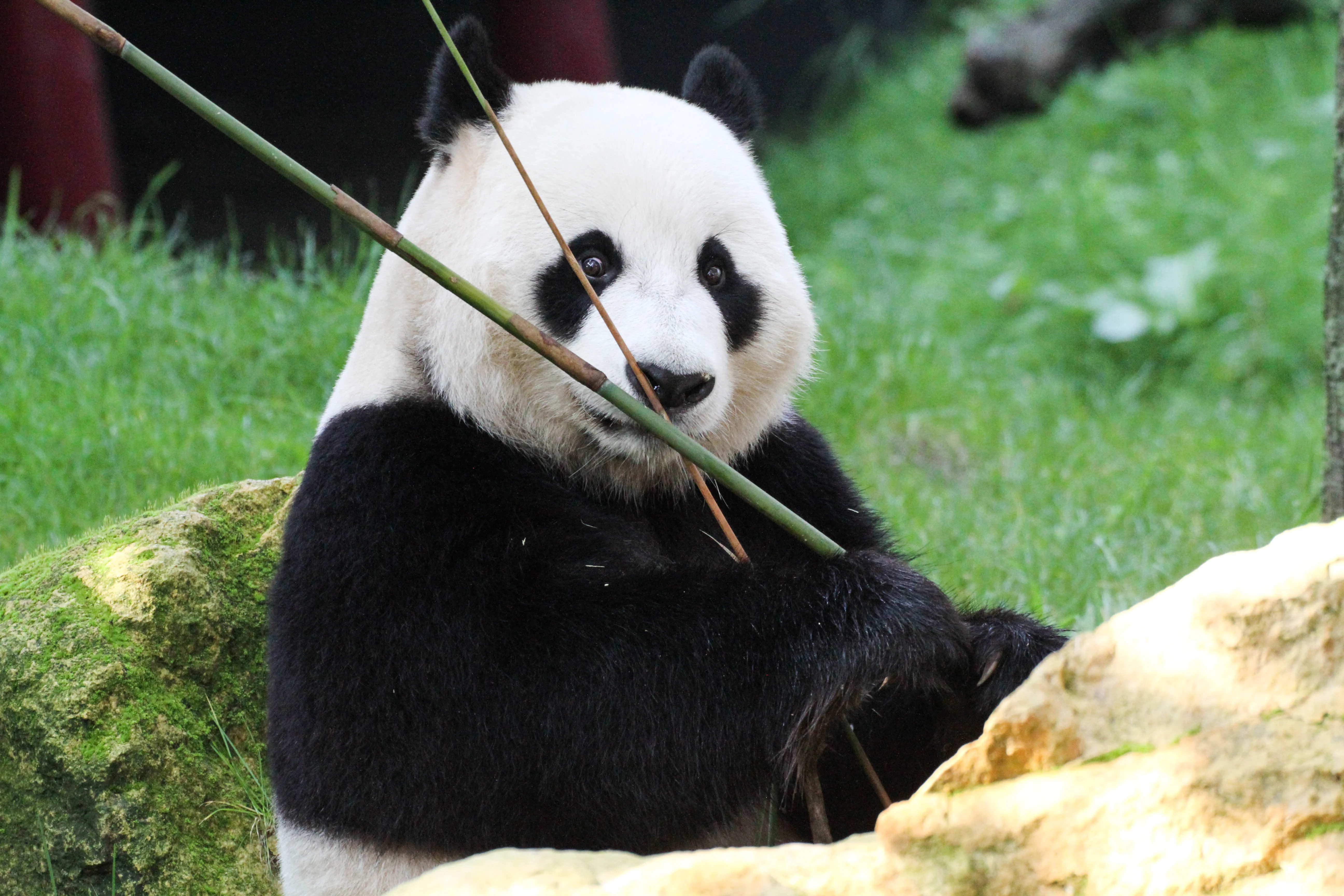 Ouwehands Dierenpark Rhenen