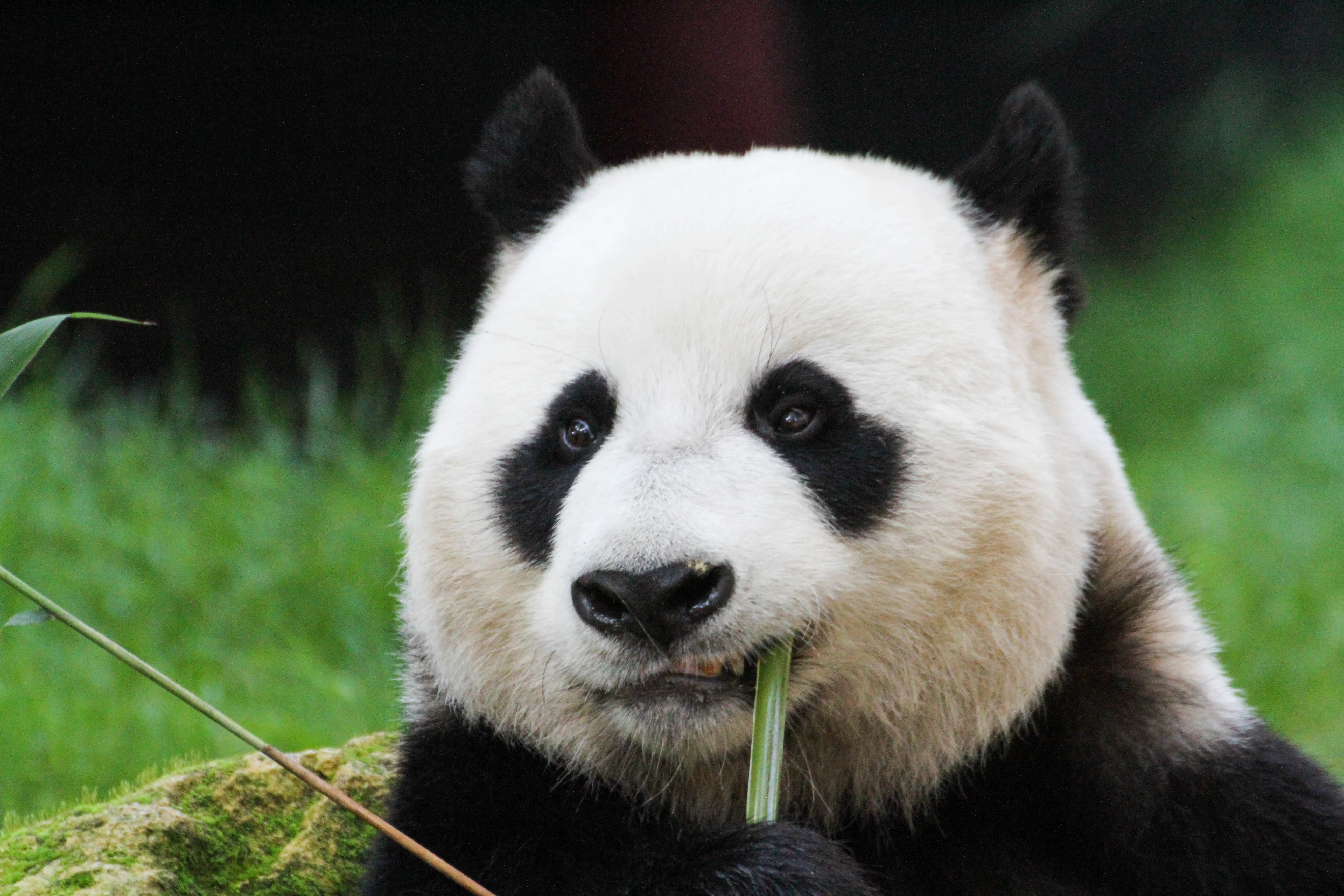 Ouwehands Dierenpark Rhenen