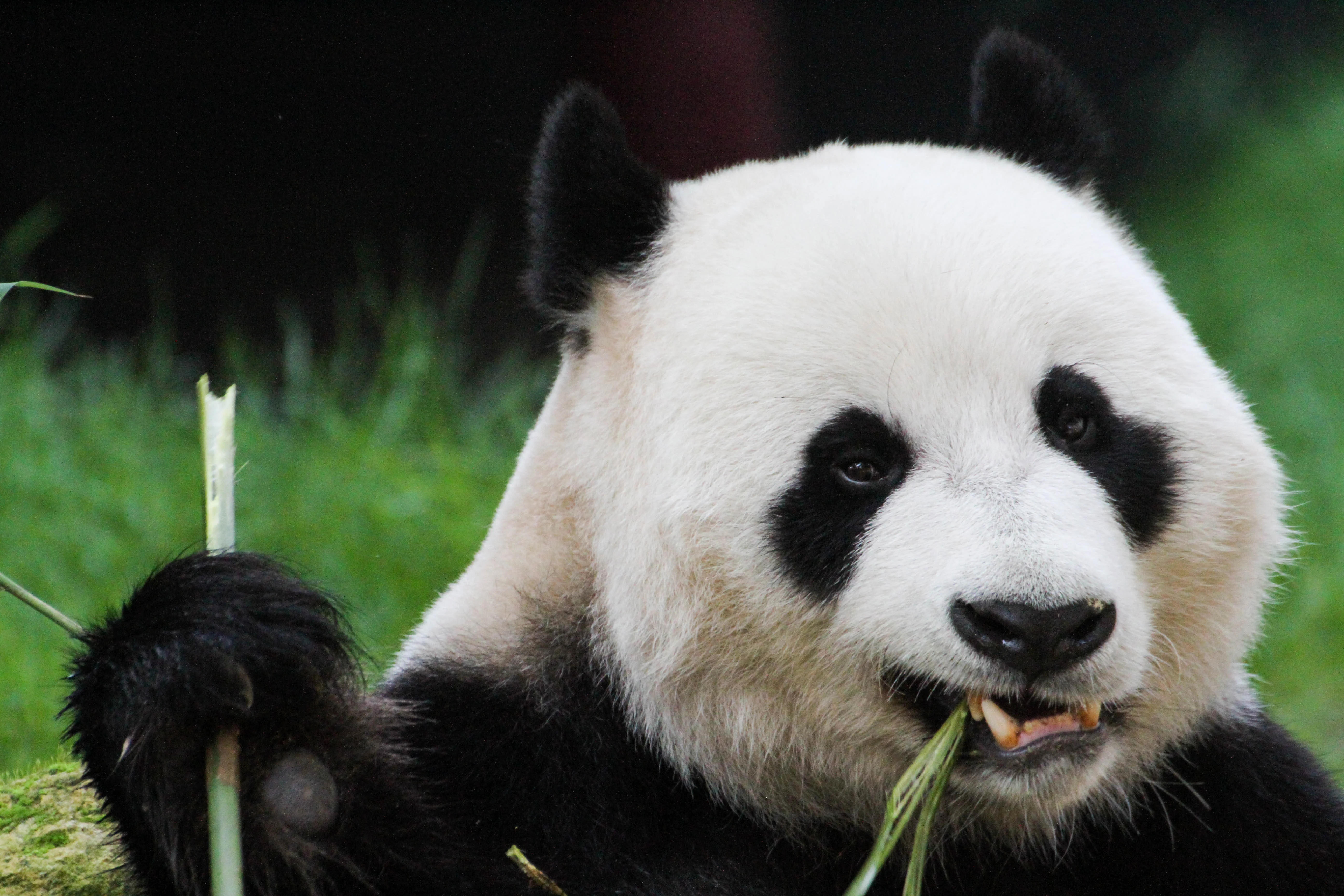 Ouwehands Dierenpark Rhenen