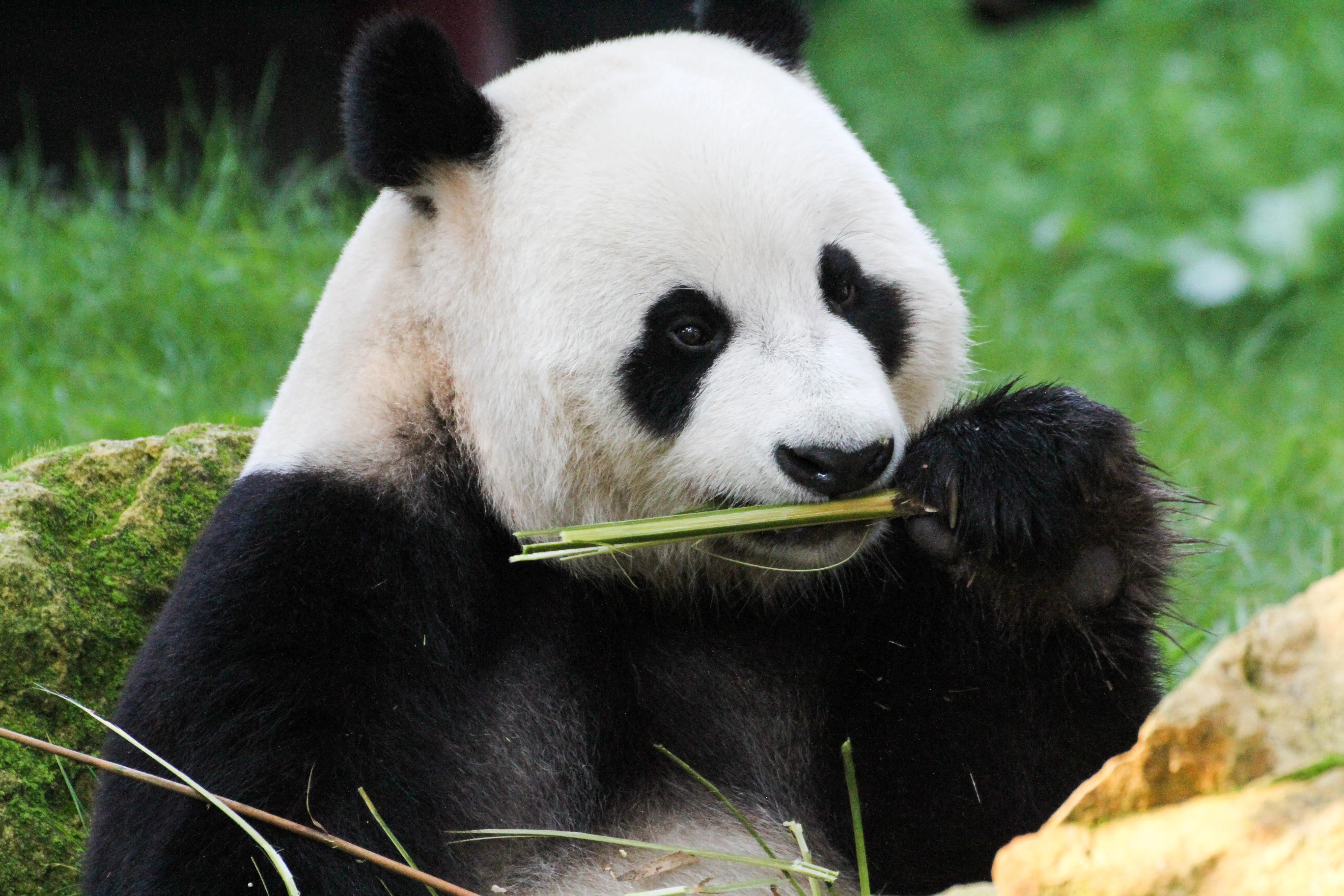 Ouwehands Dierenpark Rhenen