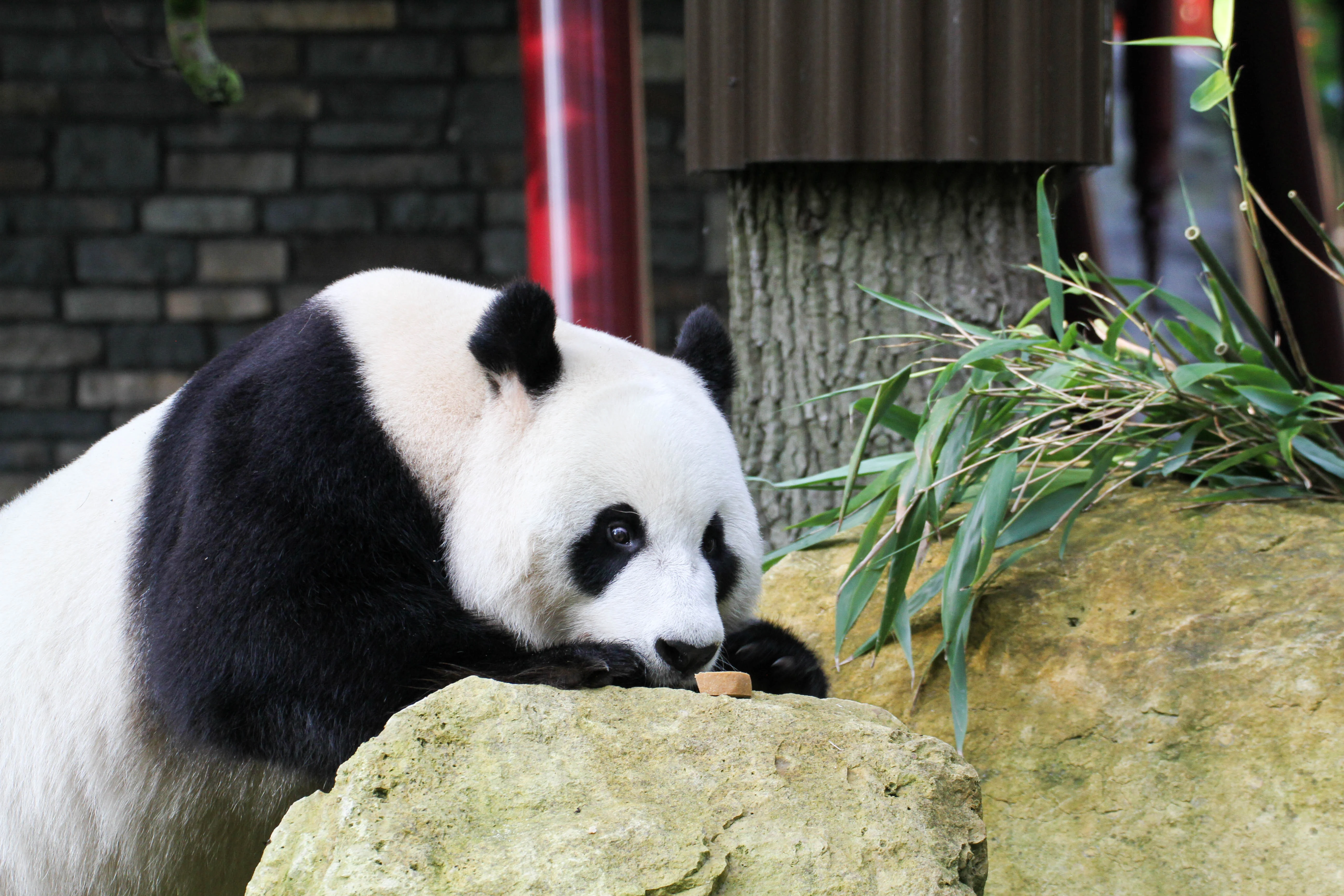 Ouwehands Dierenpark Rhenen