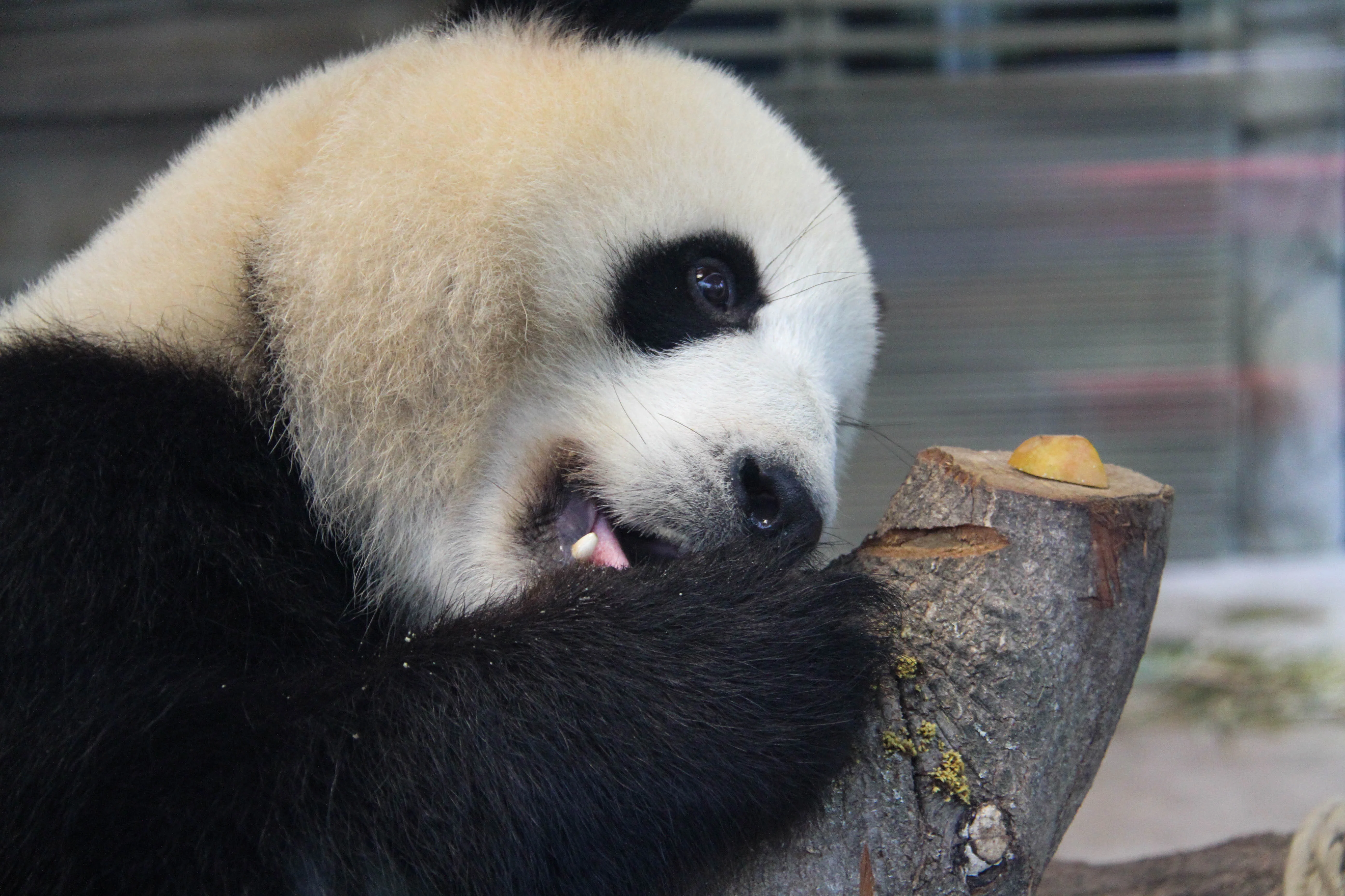 Zoo Berlin