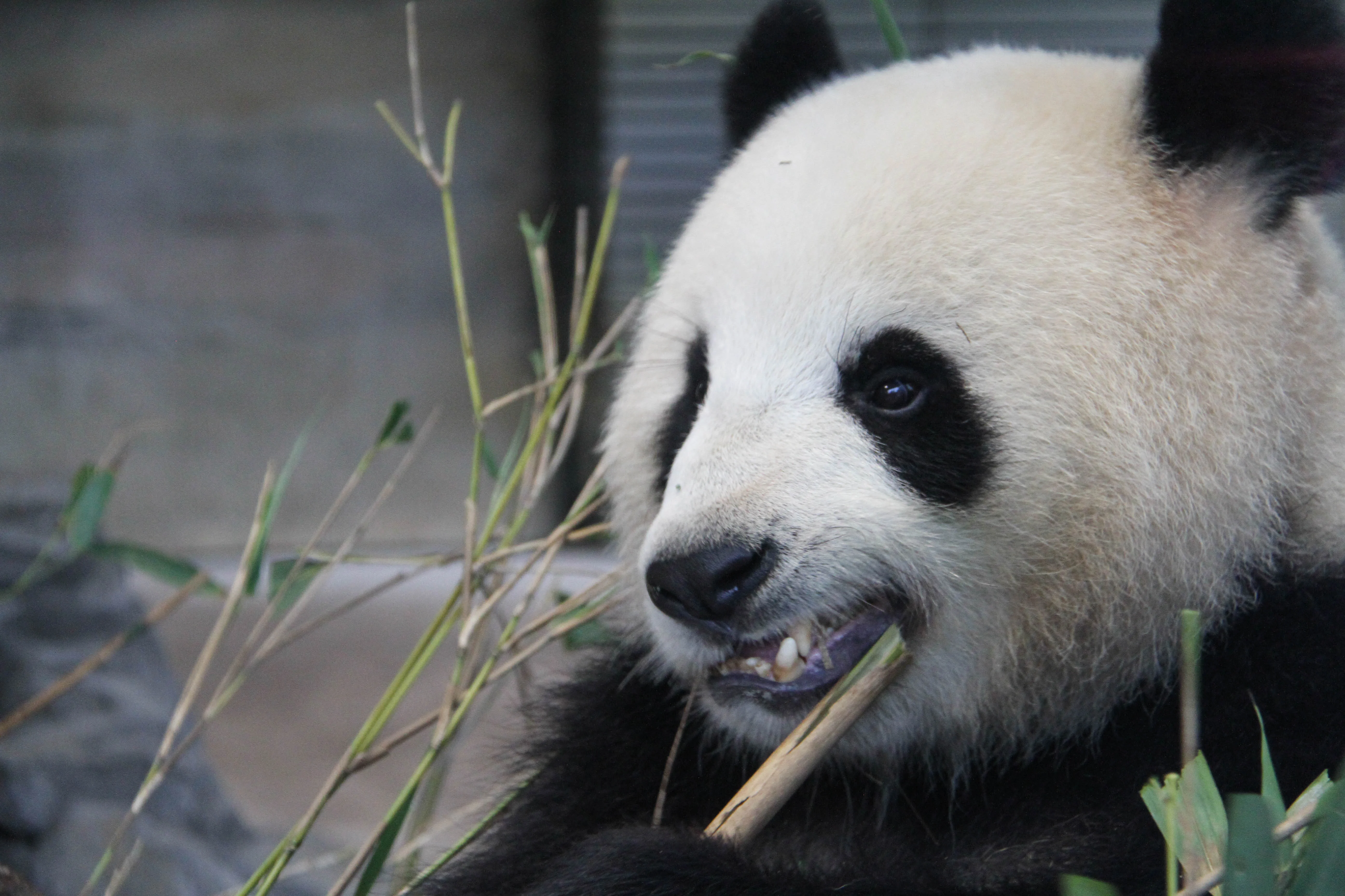 Zoo Berlin