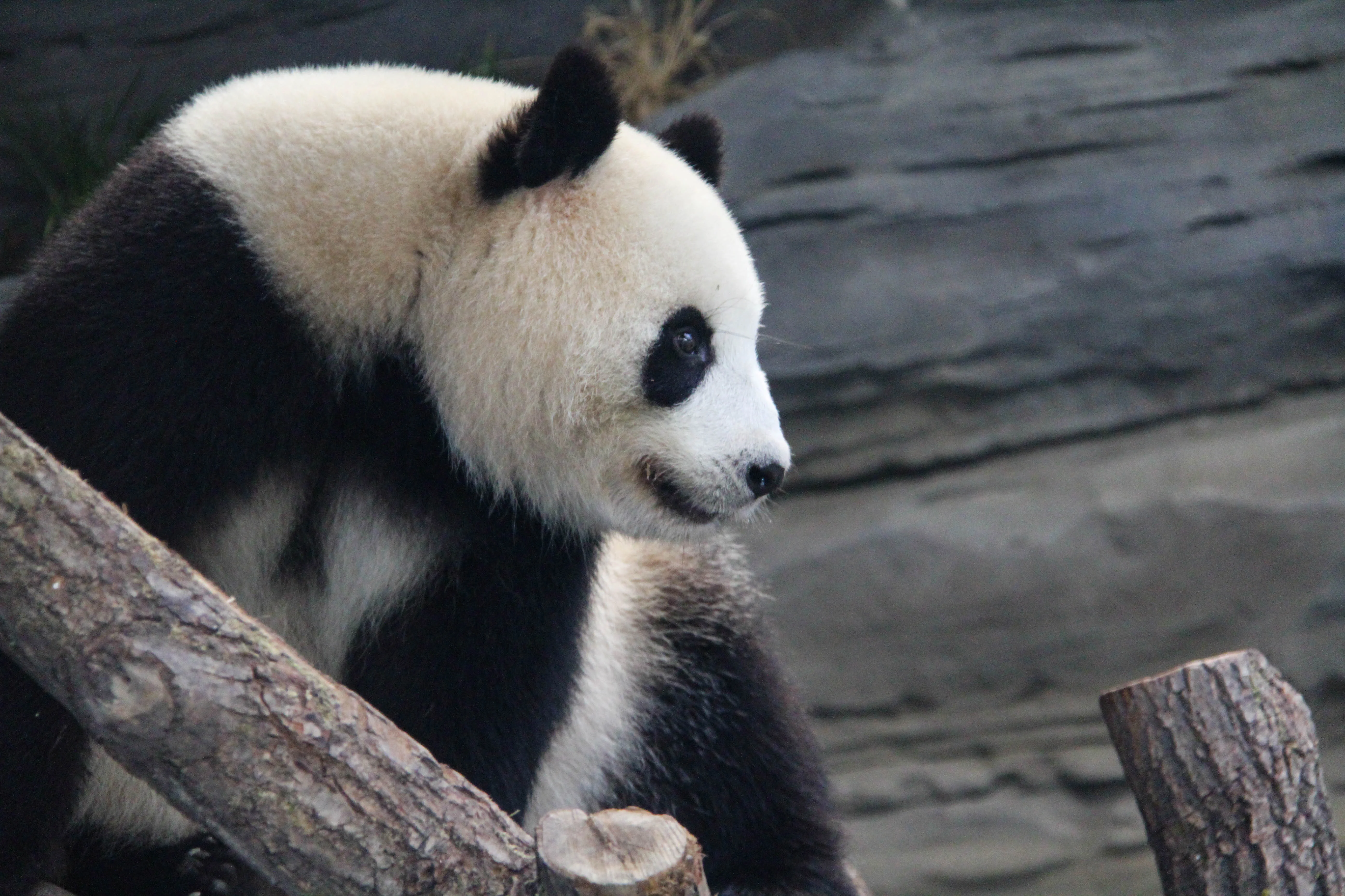 Zoo Berlin