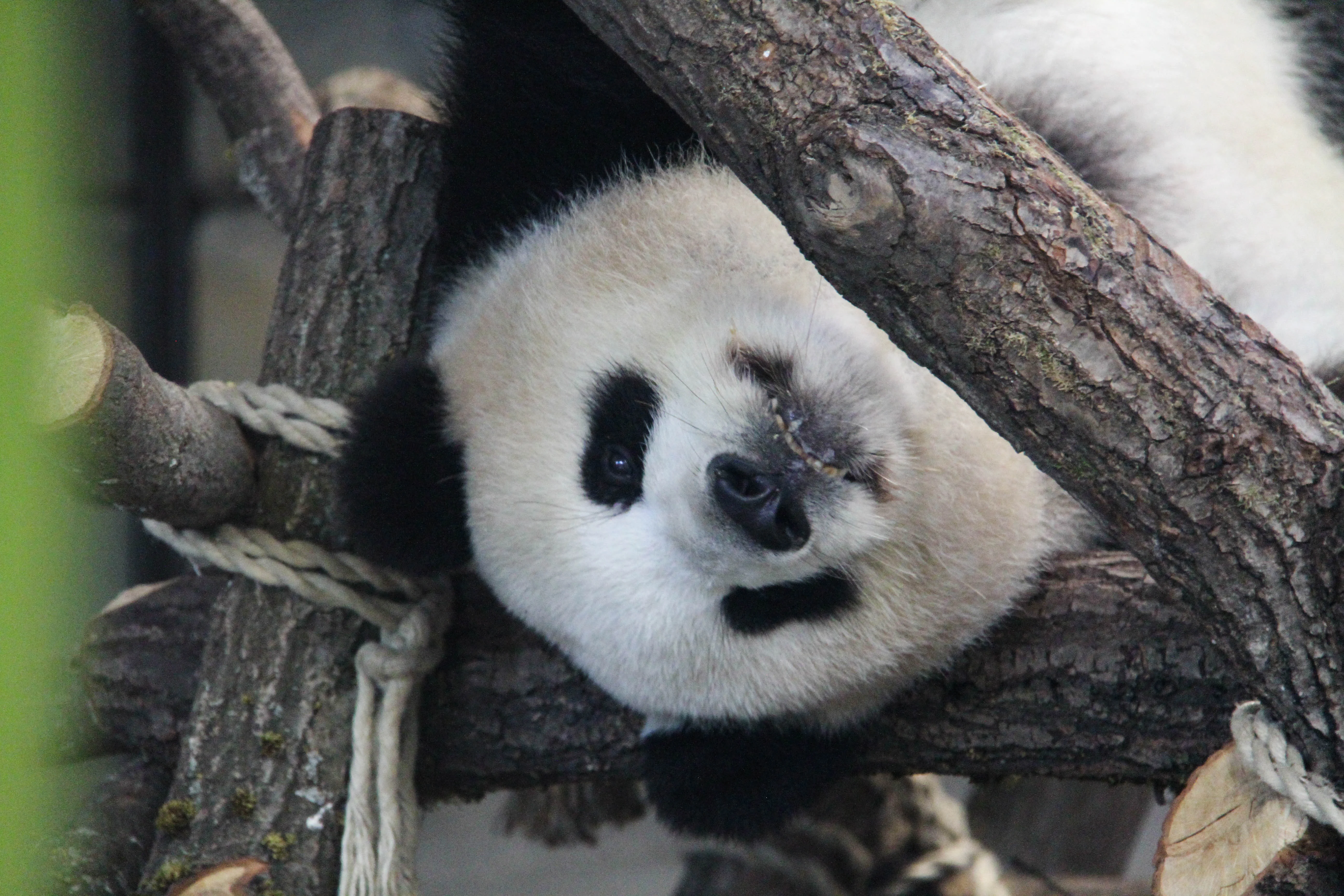 Zoo Berlin