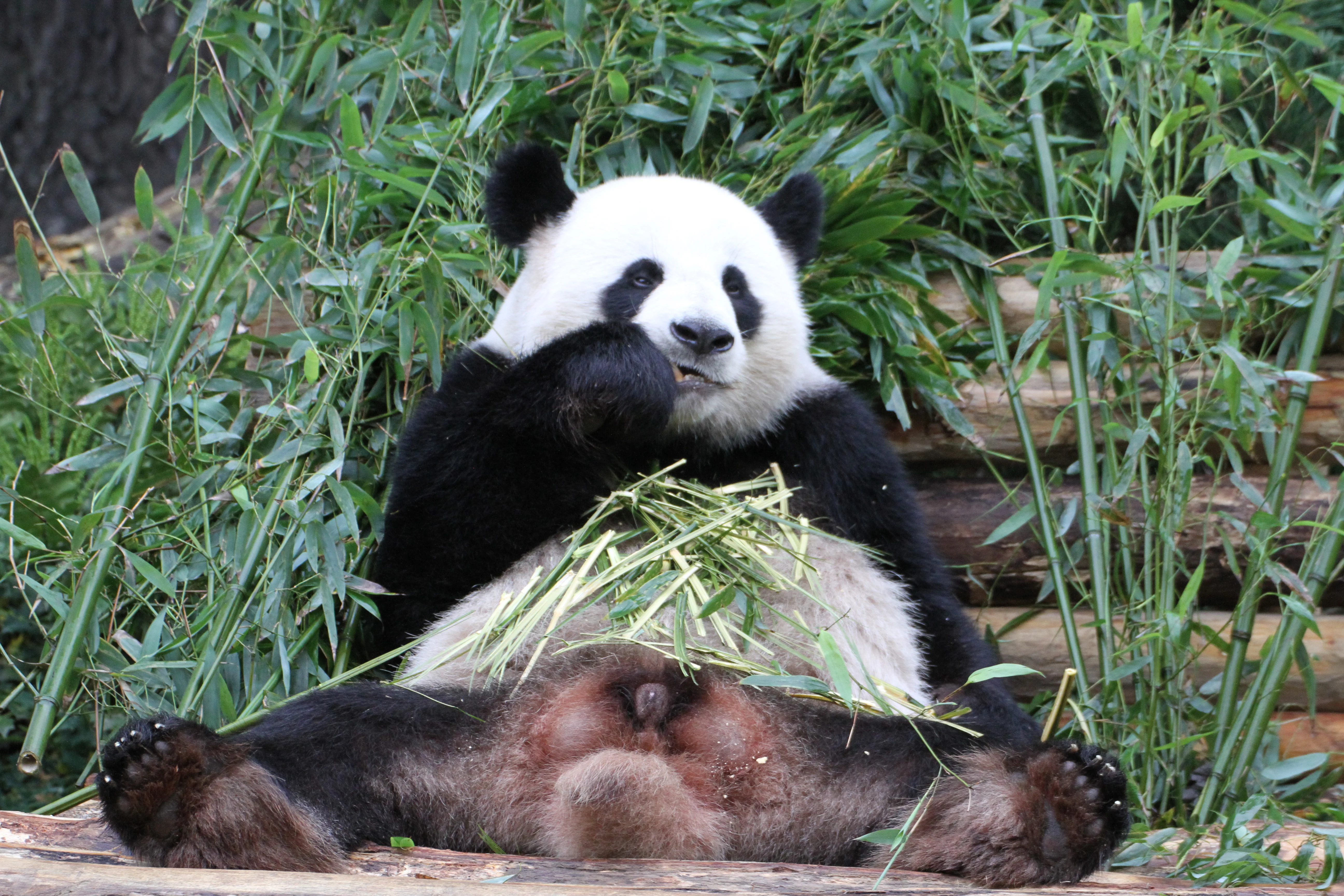Zoo Berlin