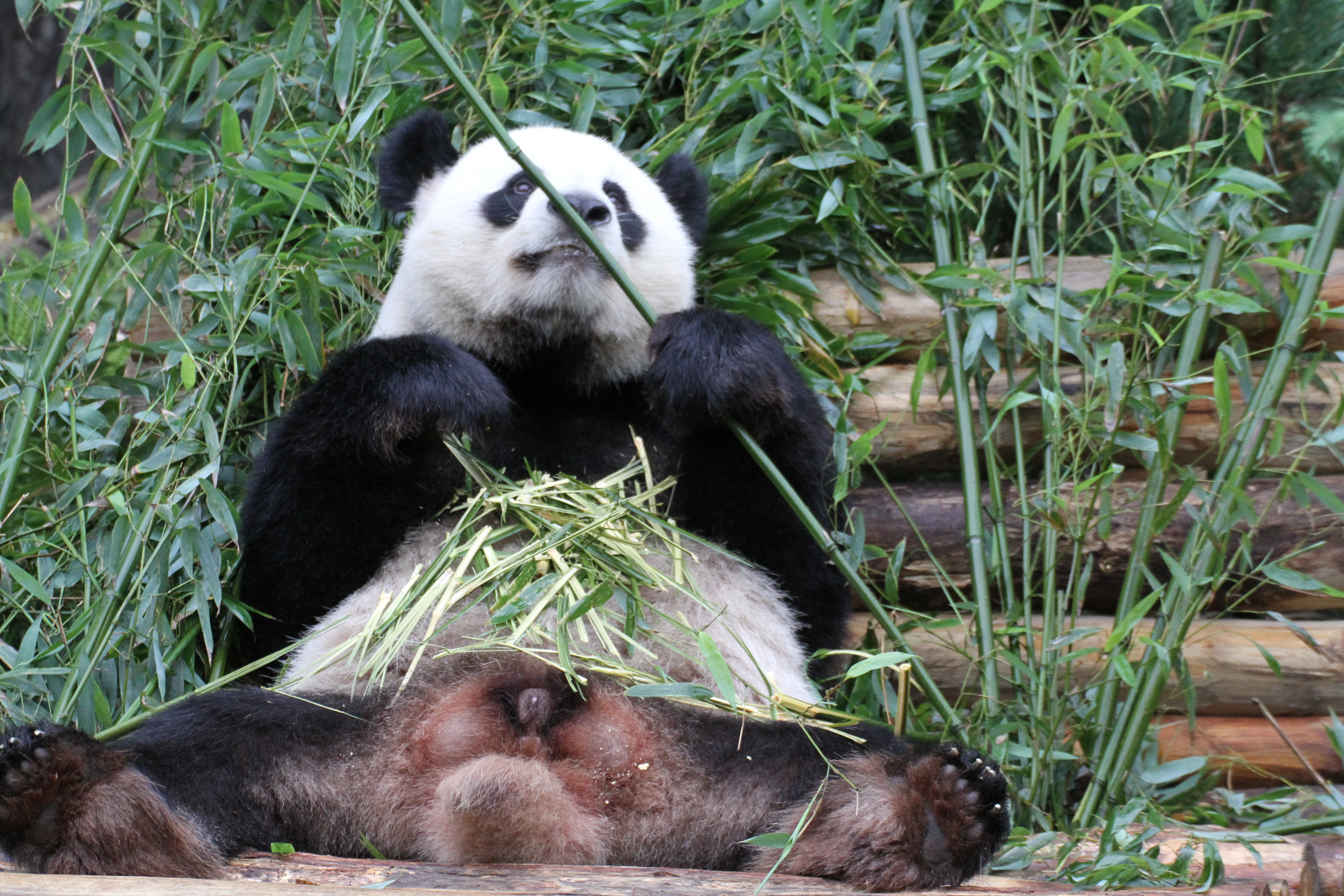 Zoo Berlin