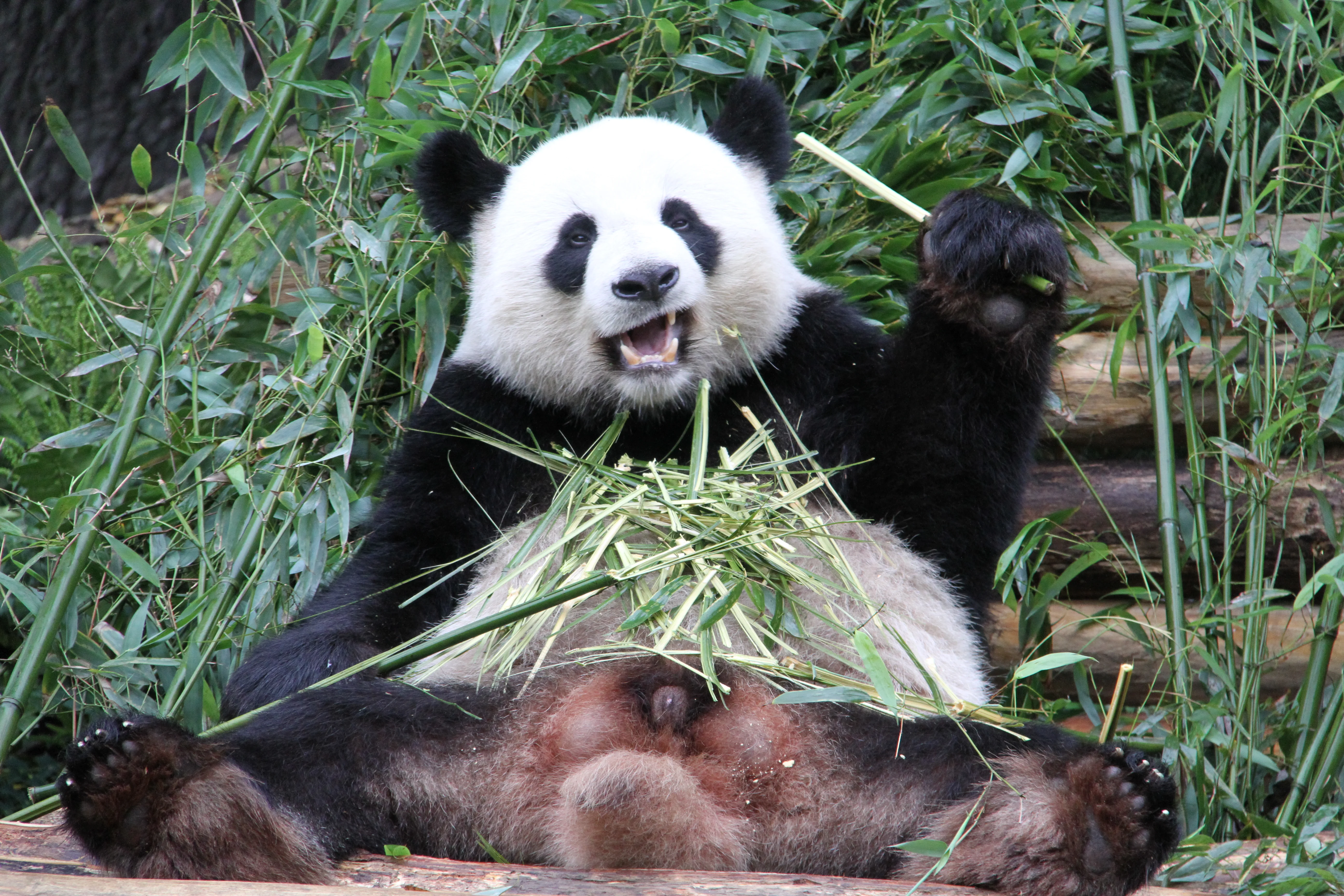 Zoo Berlin