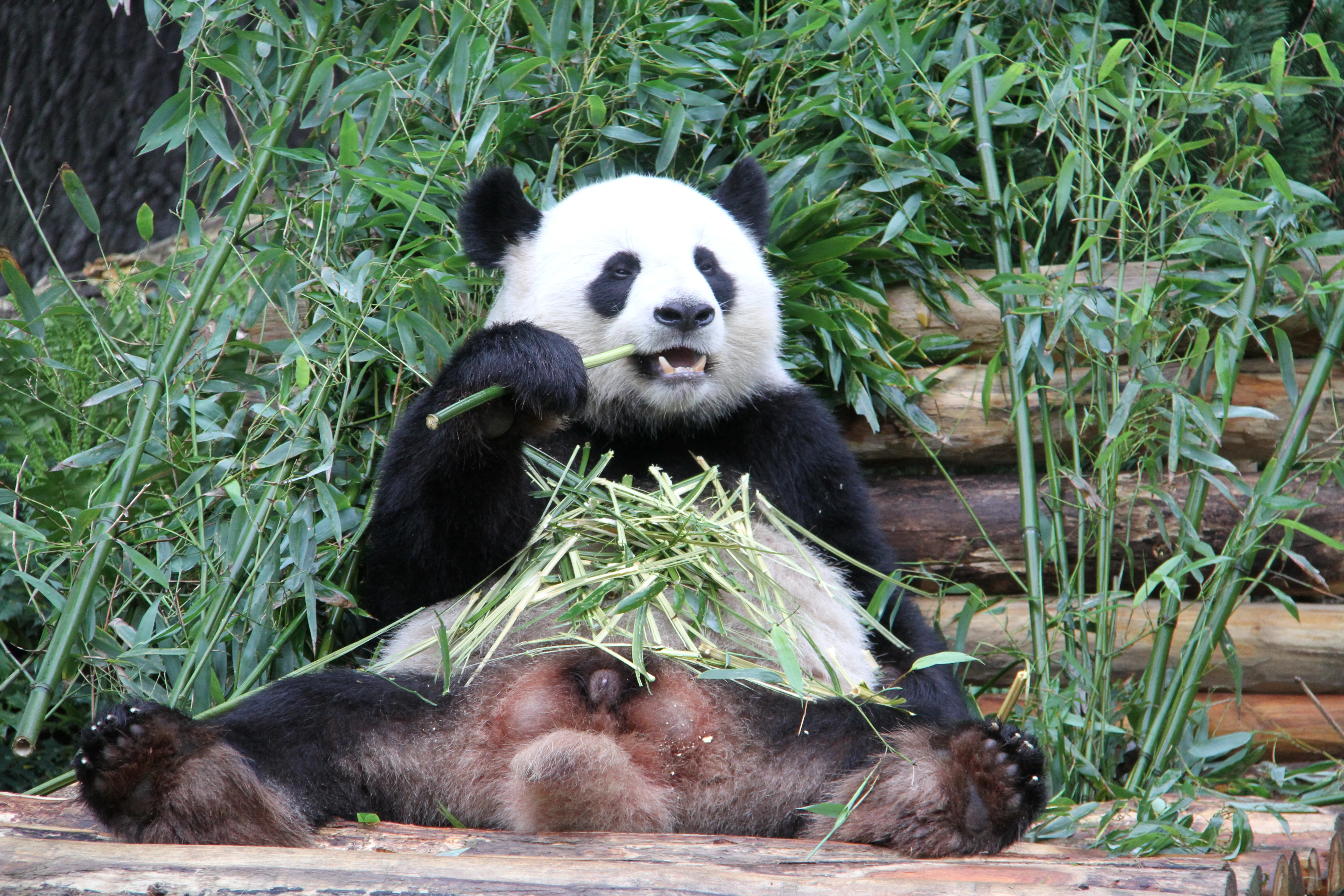 Zoo Berlin
