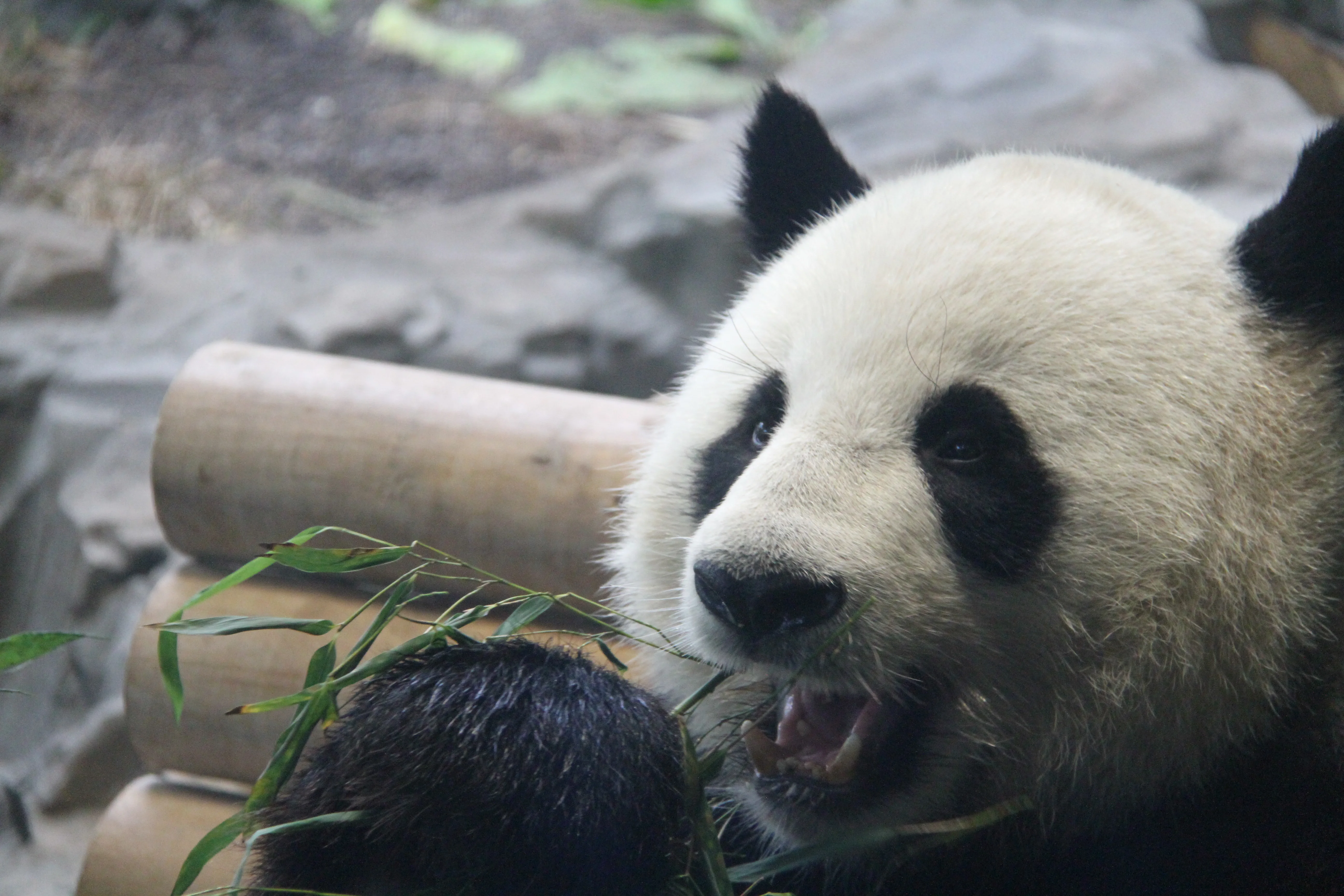 Zoo Berlin