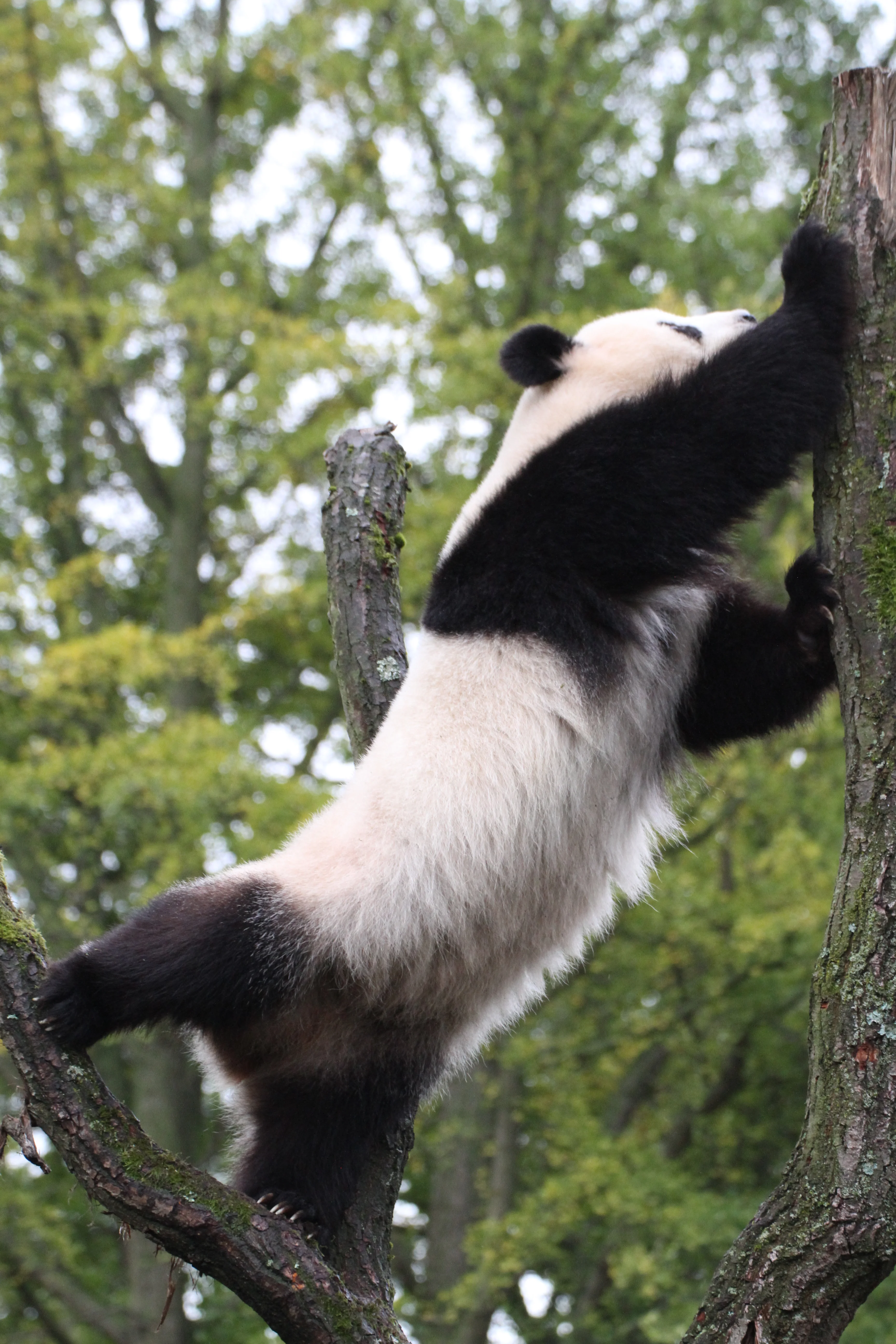 Zoo Berlin