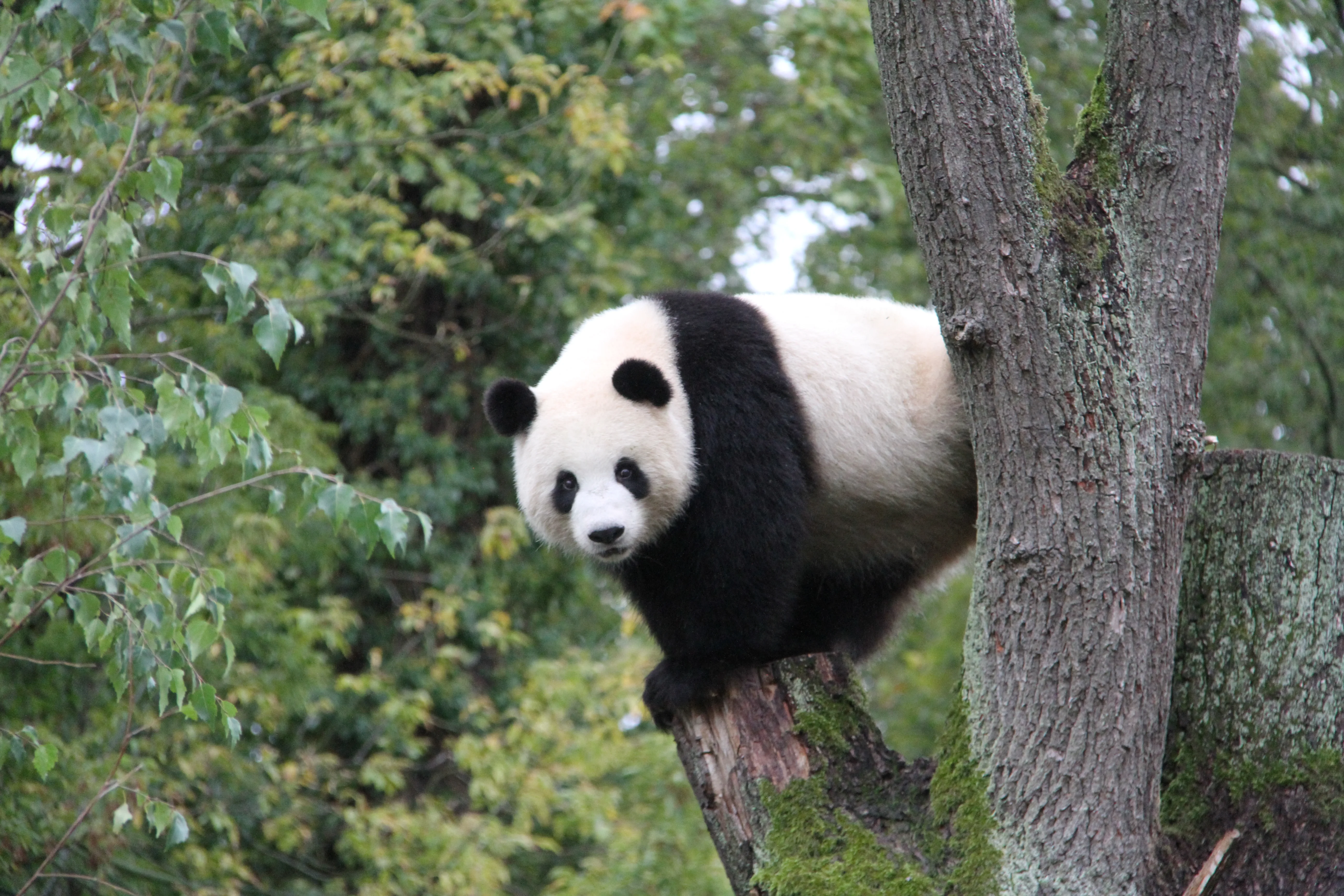 Zoo Berlin