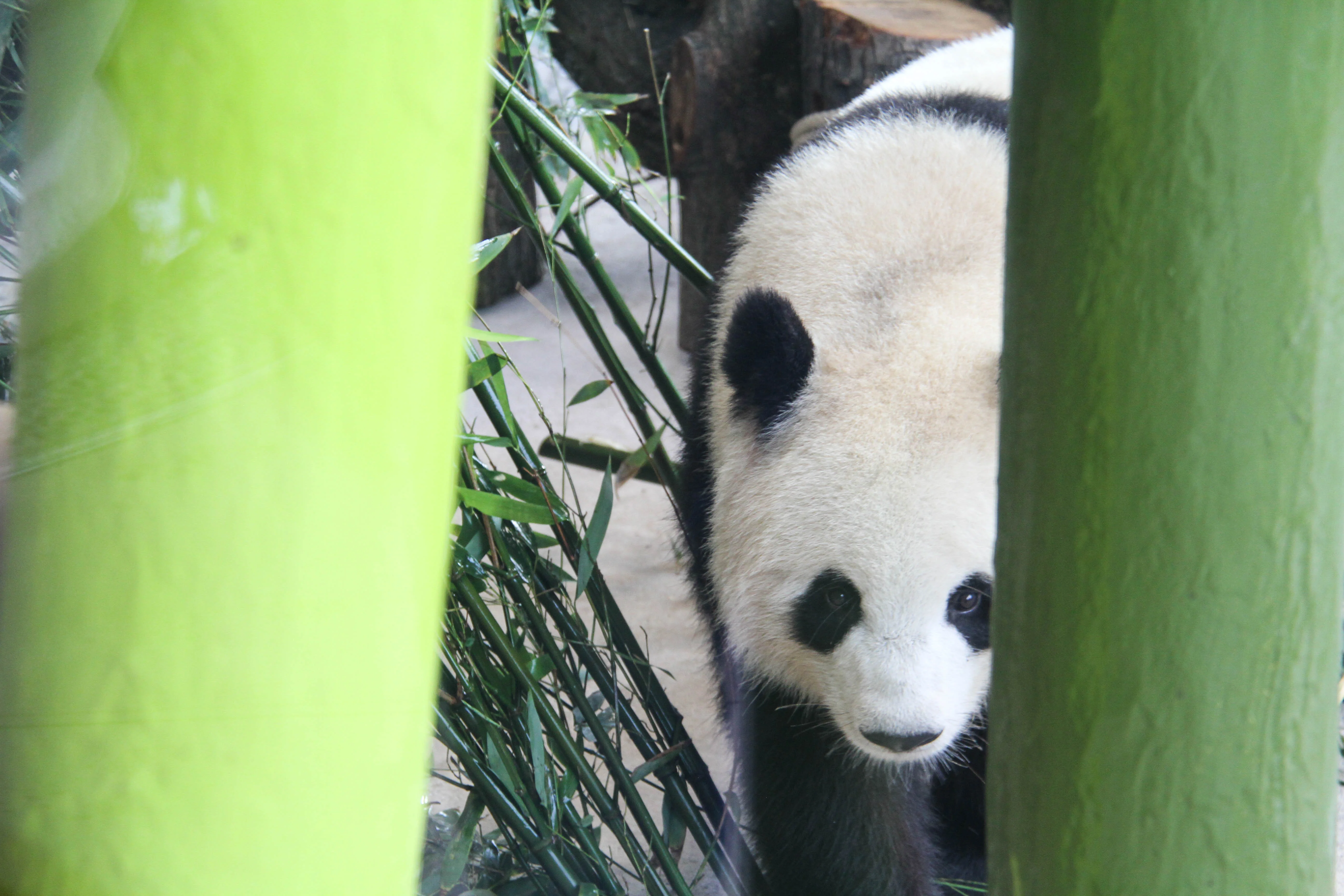Zoo Berlin