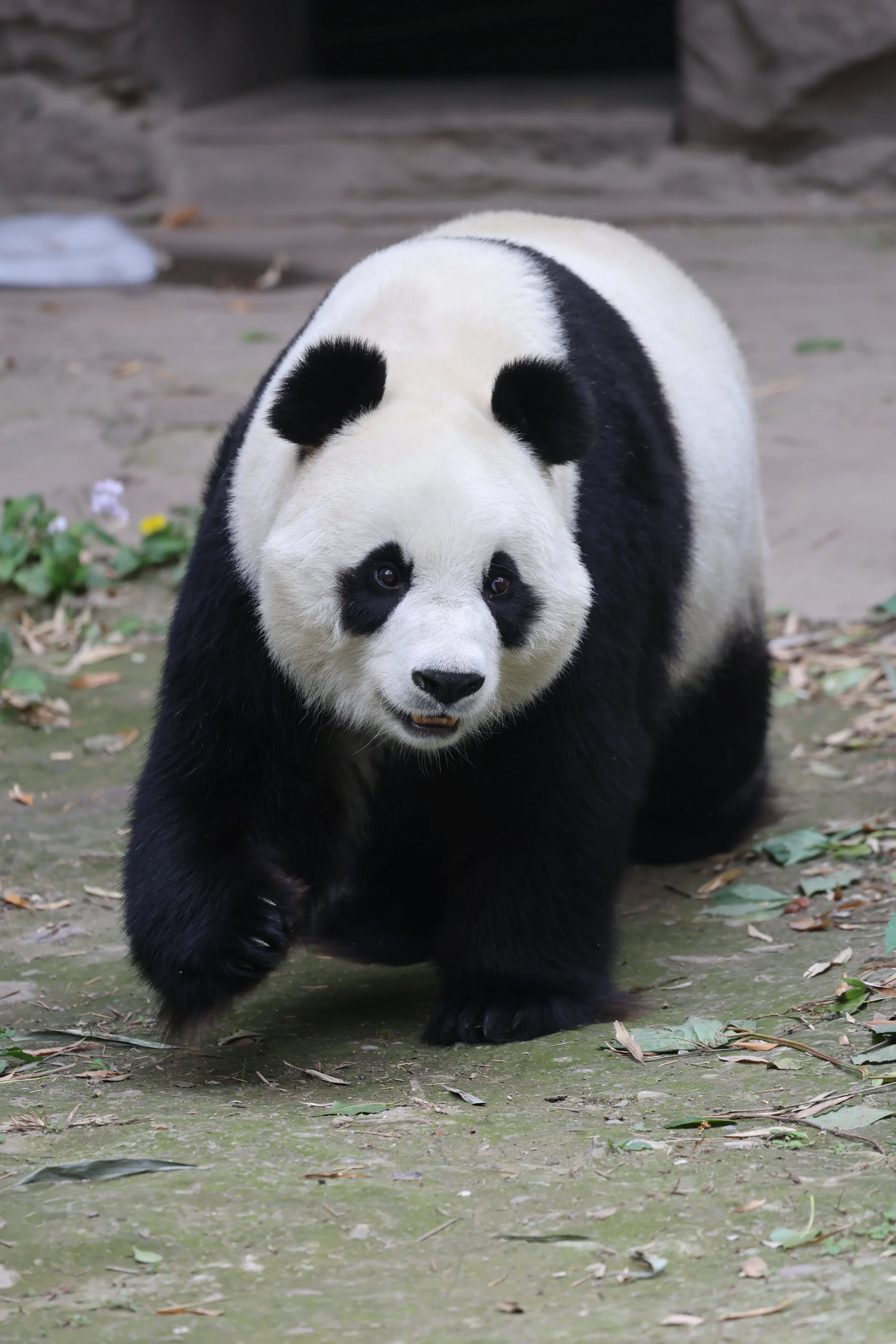 Beijing Zoo
