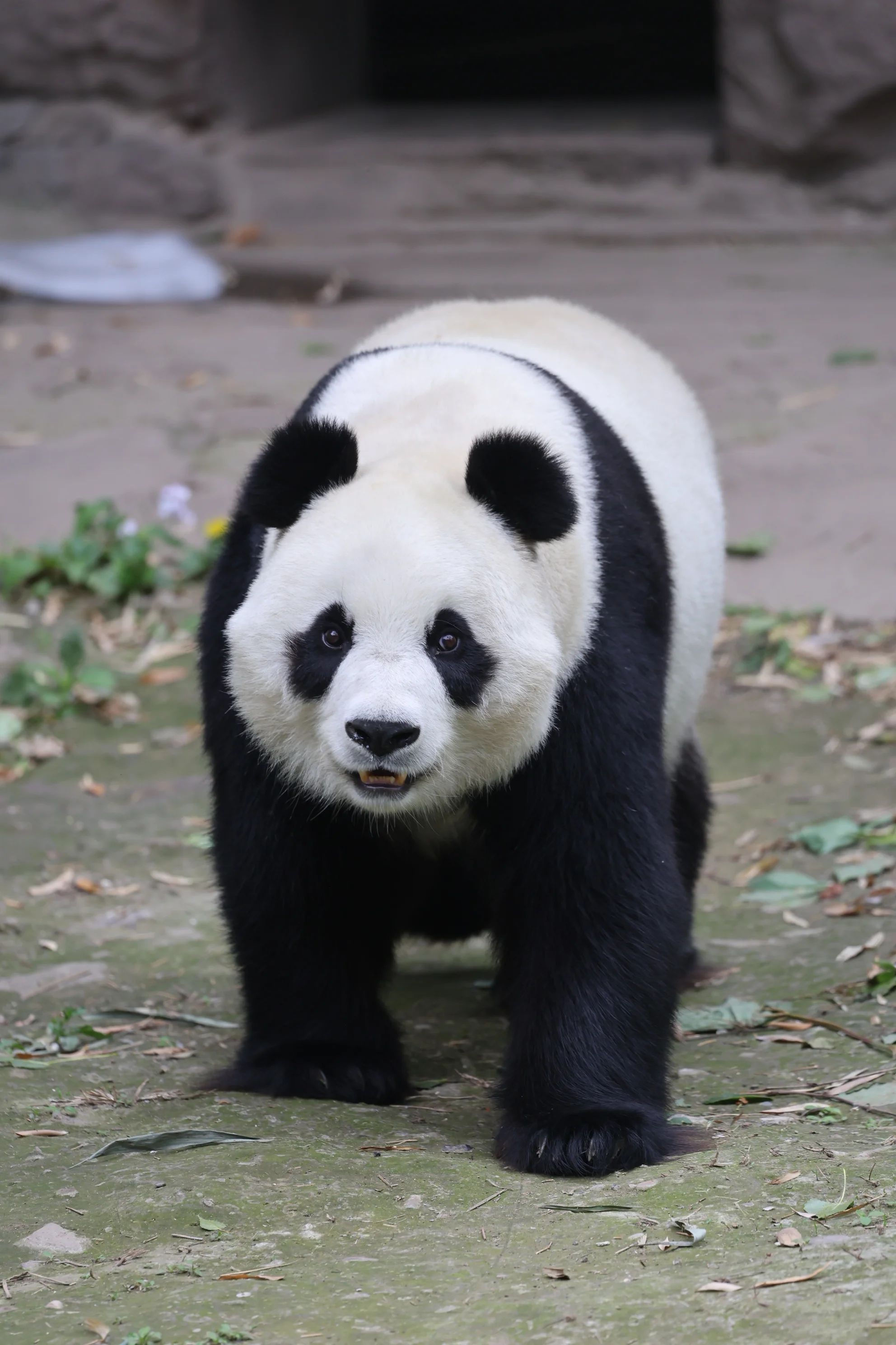 Beijing Zoo