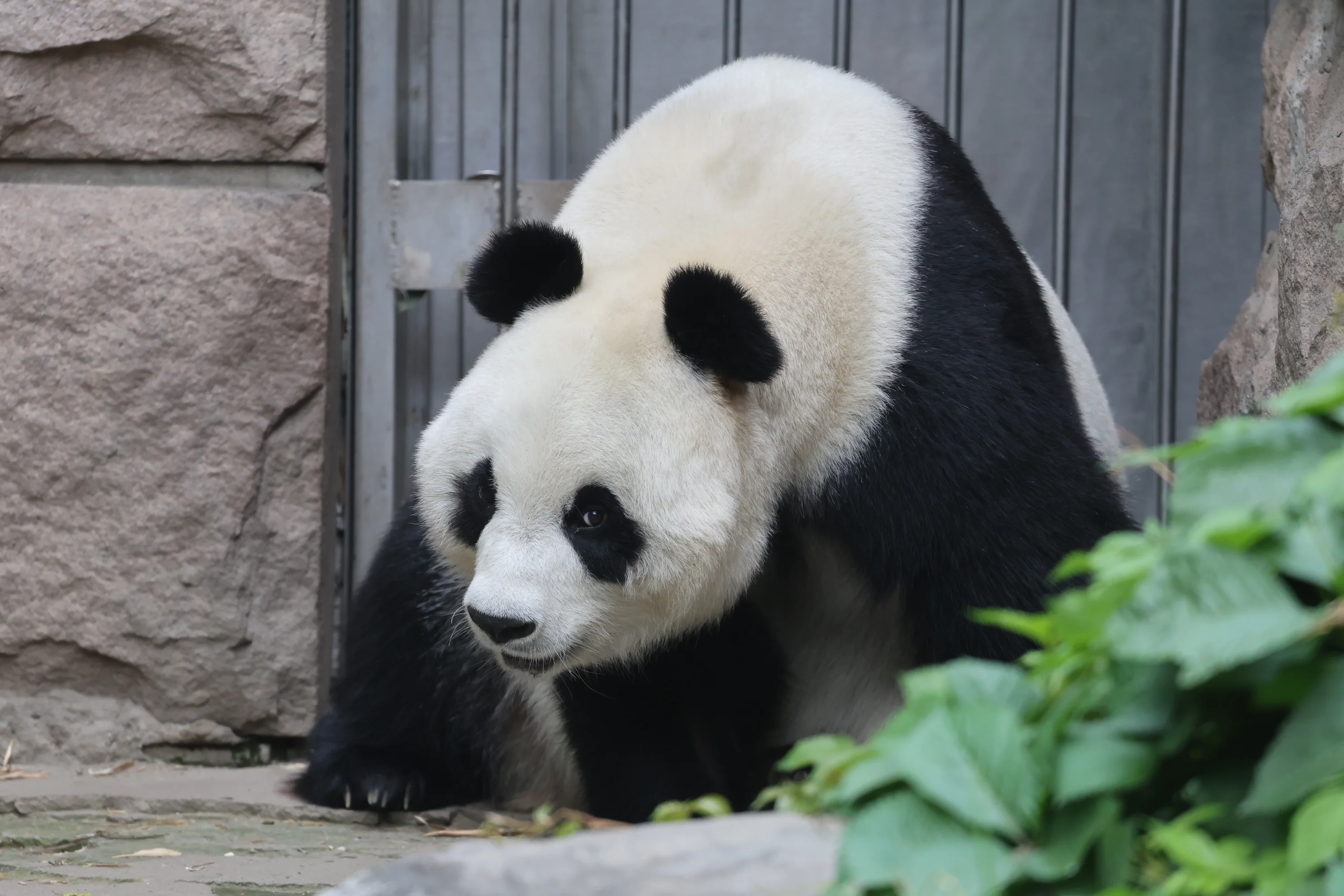 Beijing Zoo
