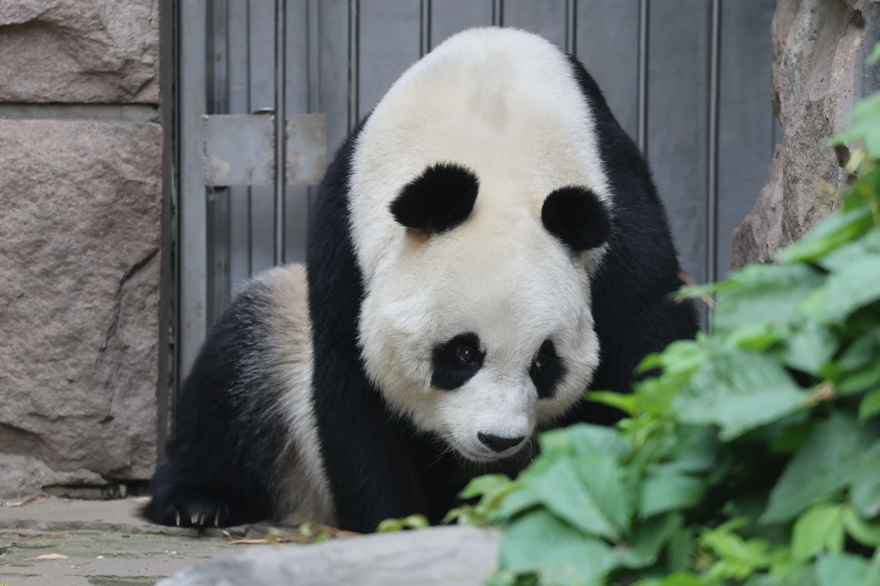 Beijing Zoo
