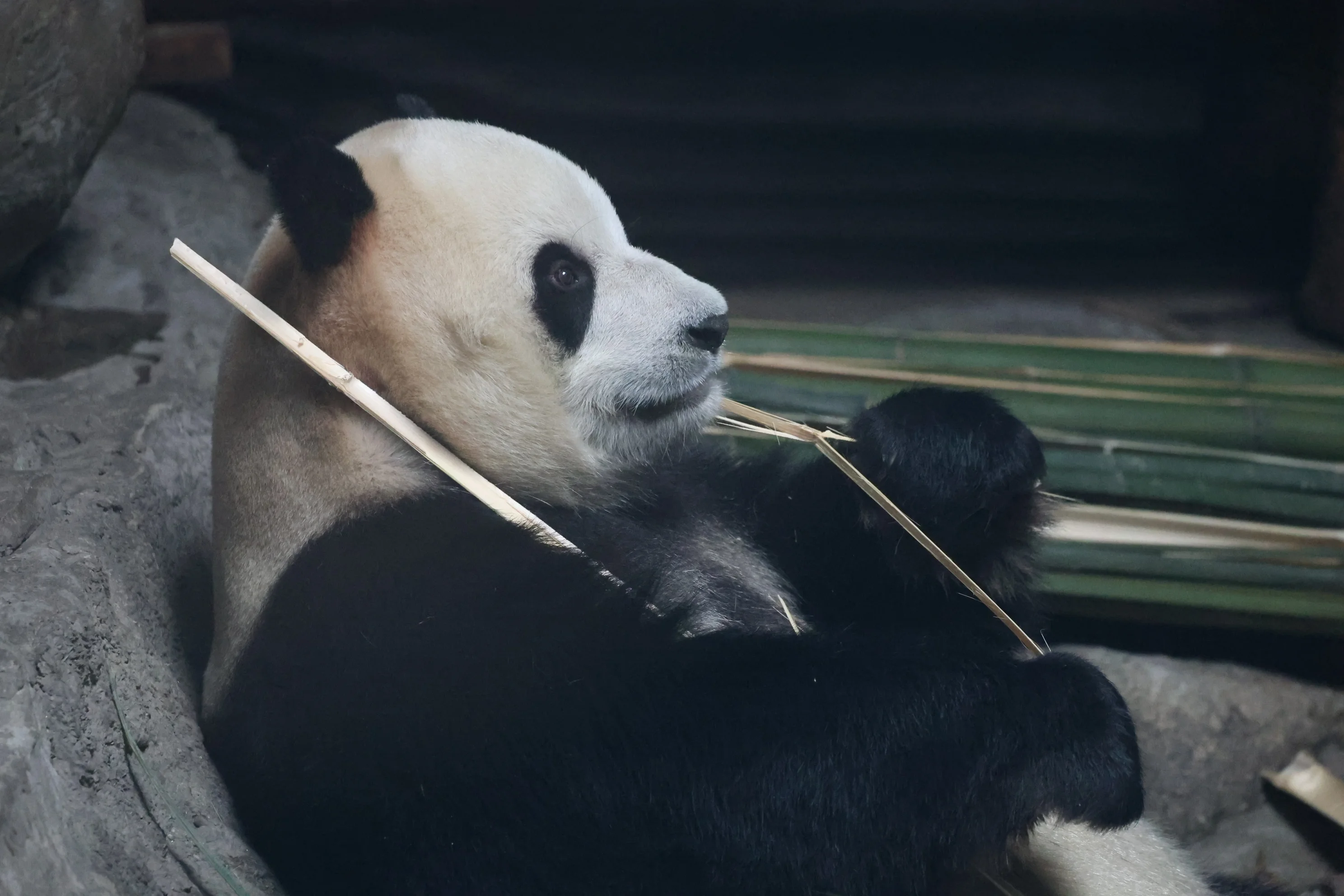 Beijing Zoo