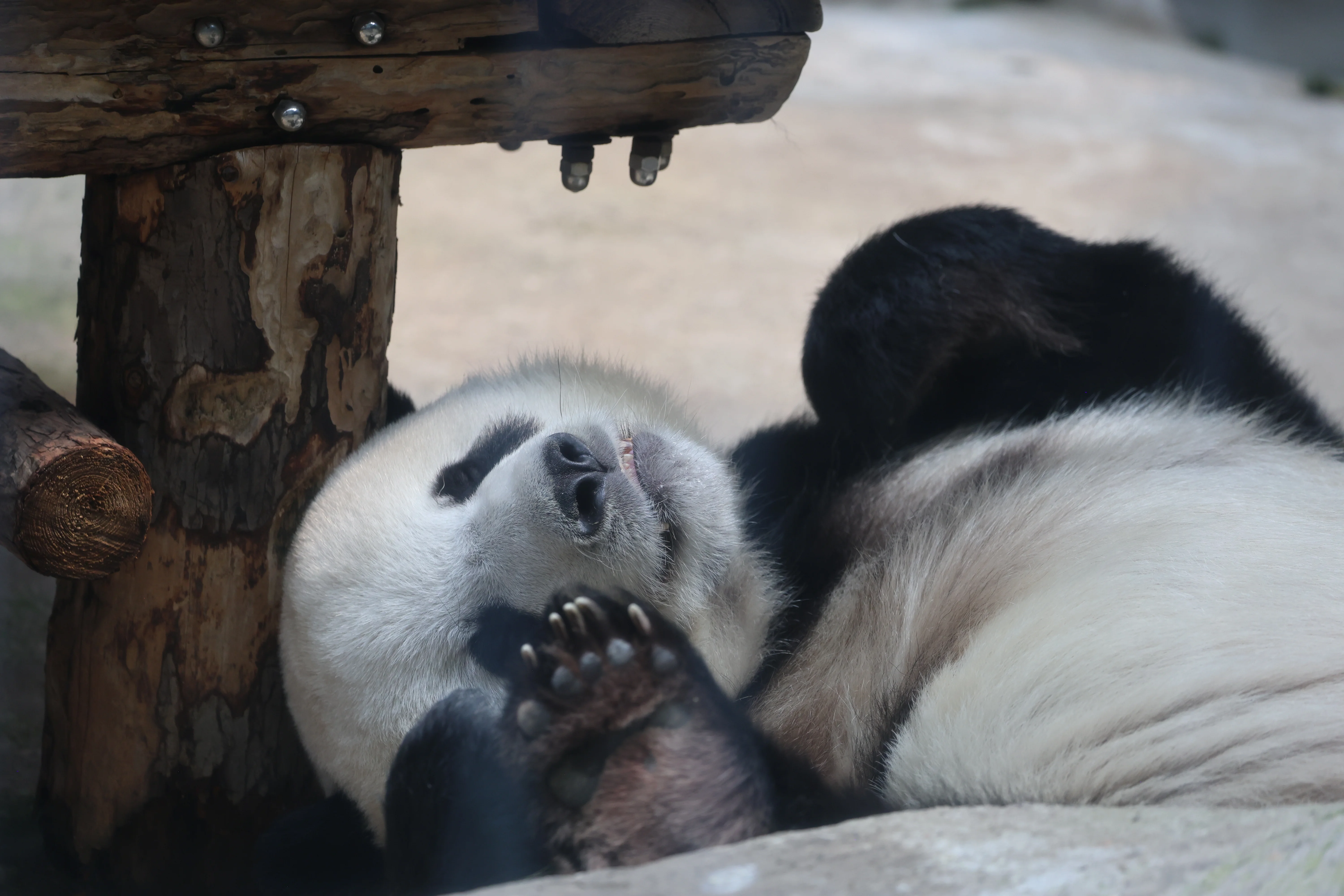 Beijing Zoo
