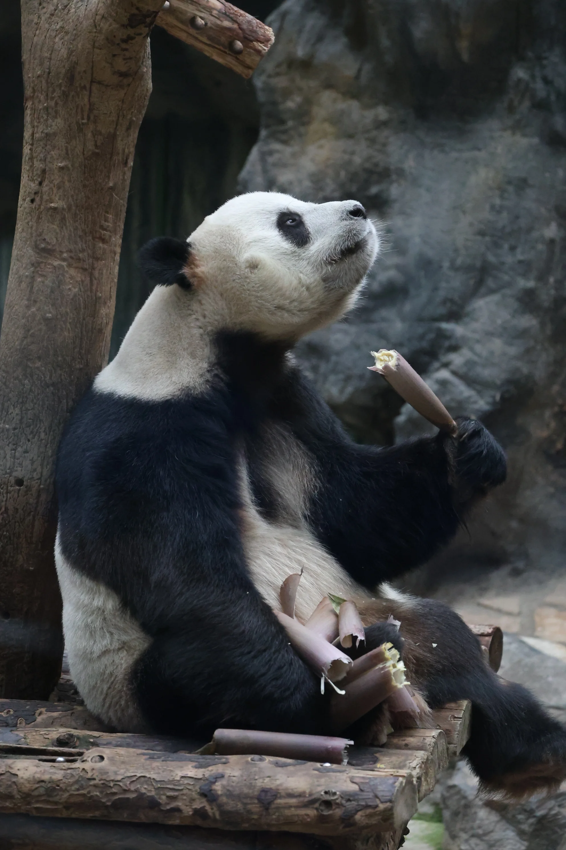 Beijing Zoo
