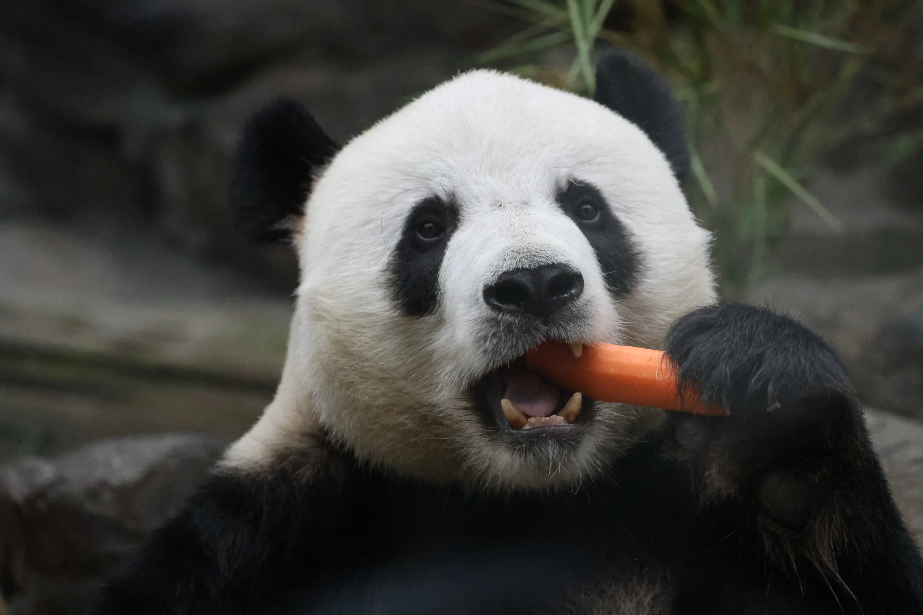 Beijing Zoo