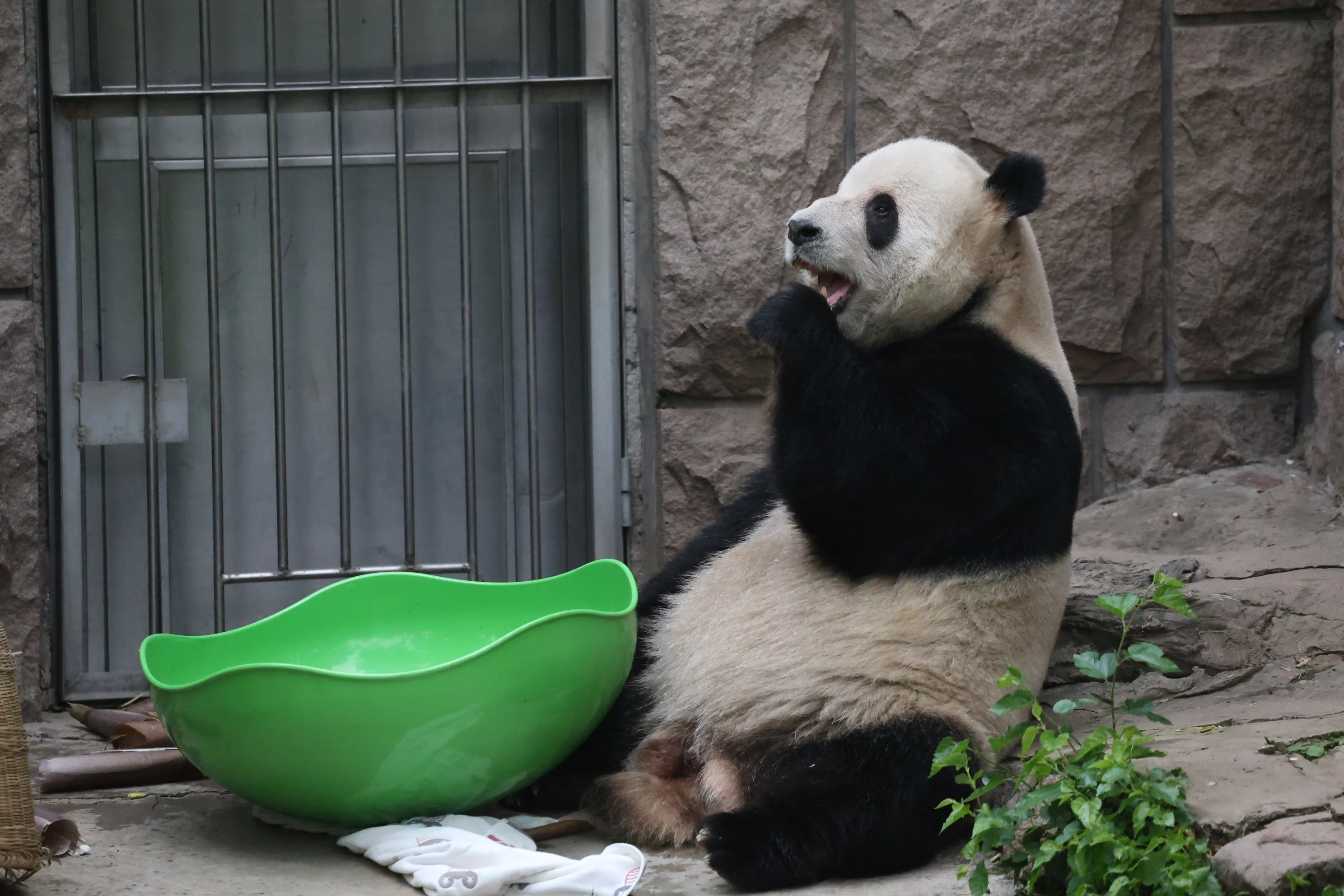 Beijing Zoo