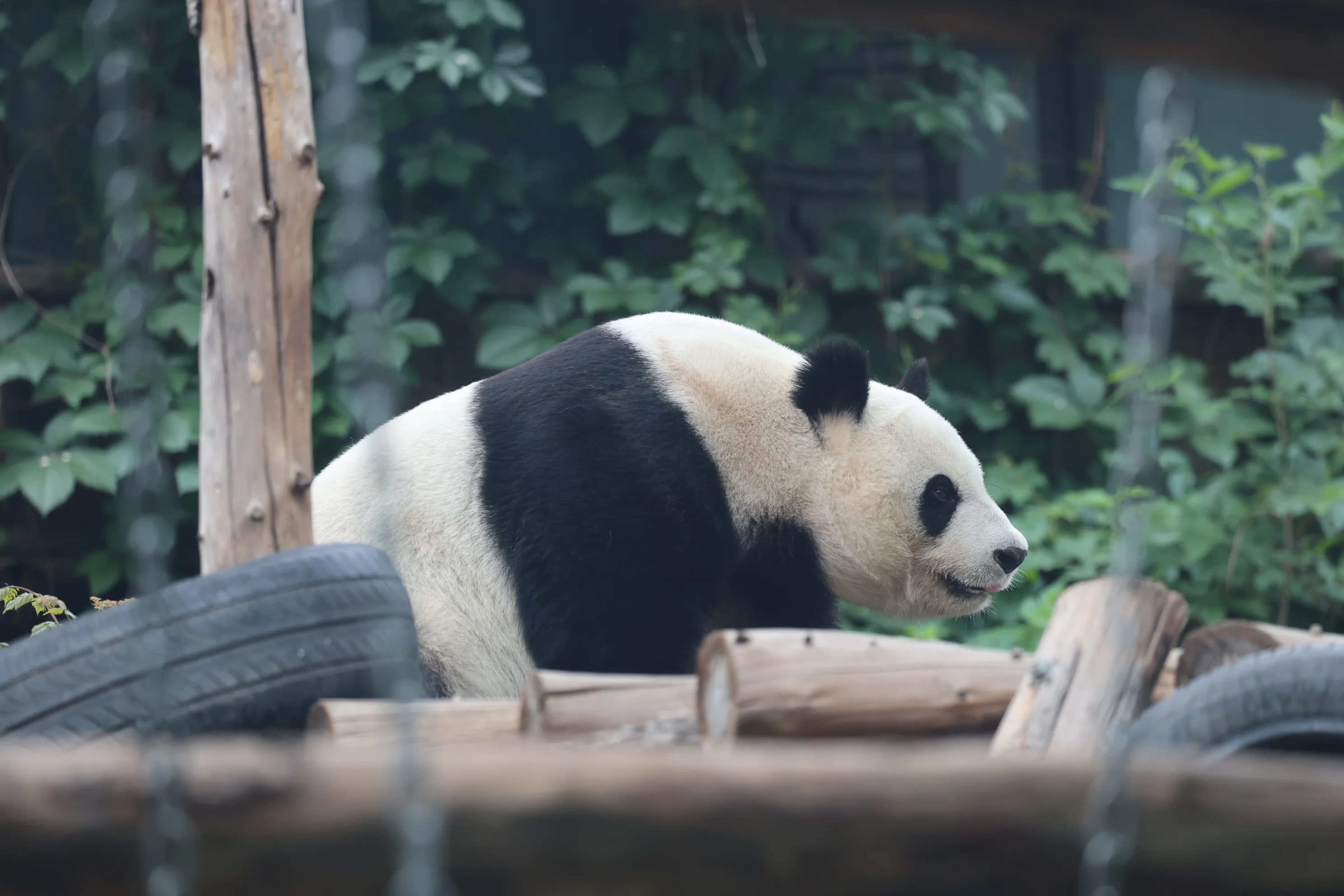 Beijing Zoo