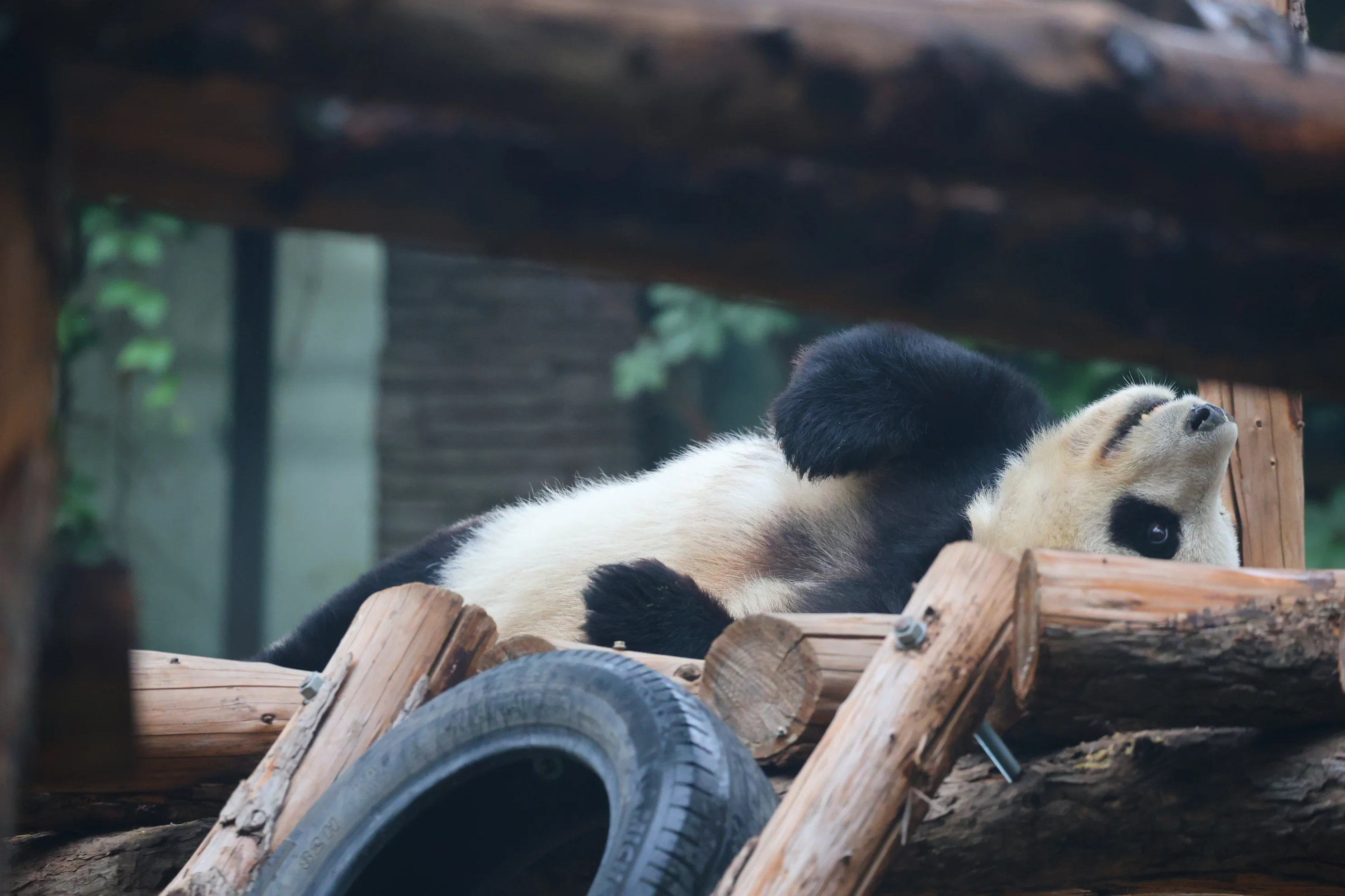 Beijing Zoo