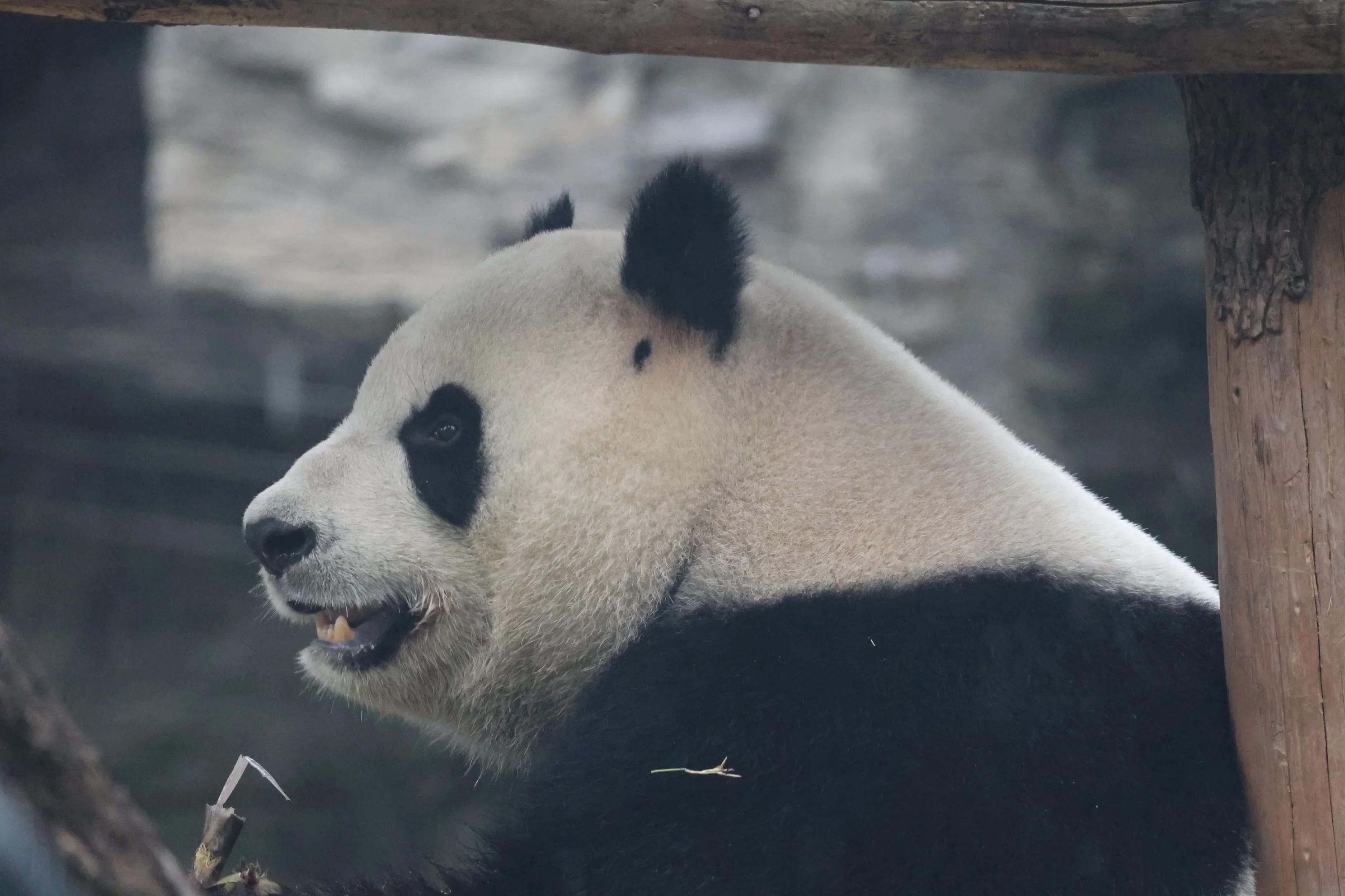 Beijing Zoo
