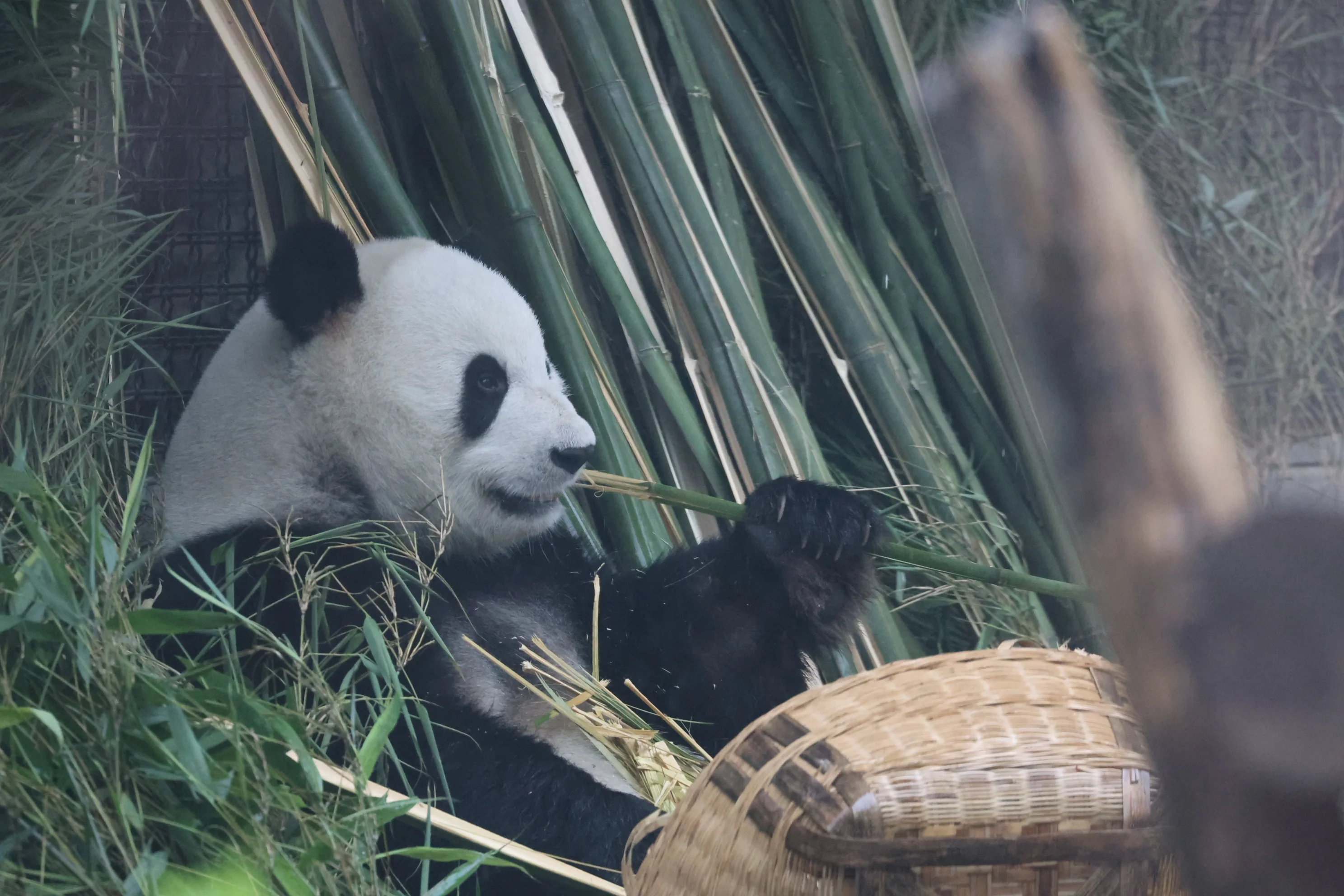 Beijing Zoo