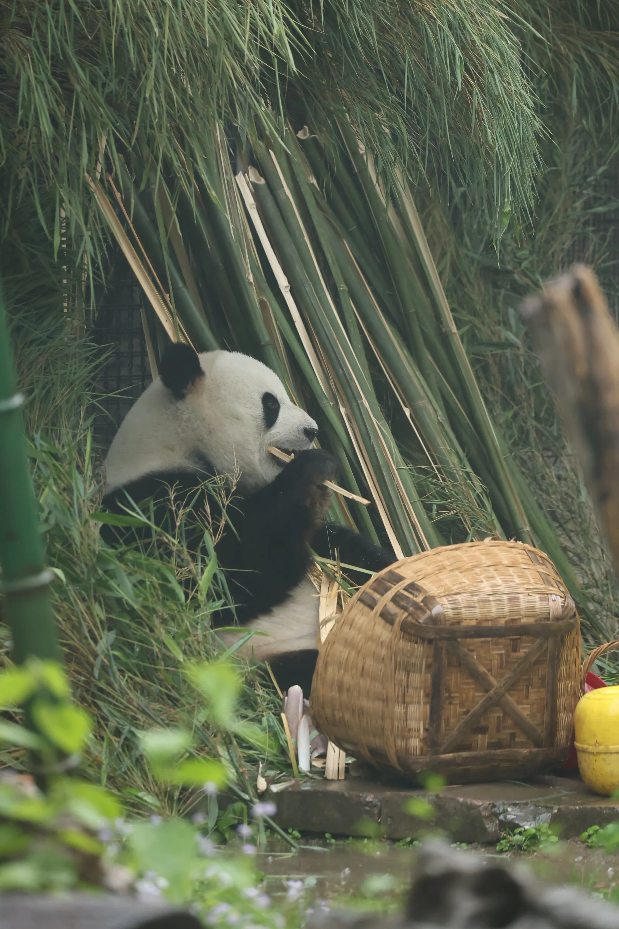 Beijing Zoo