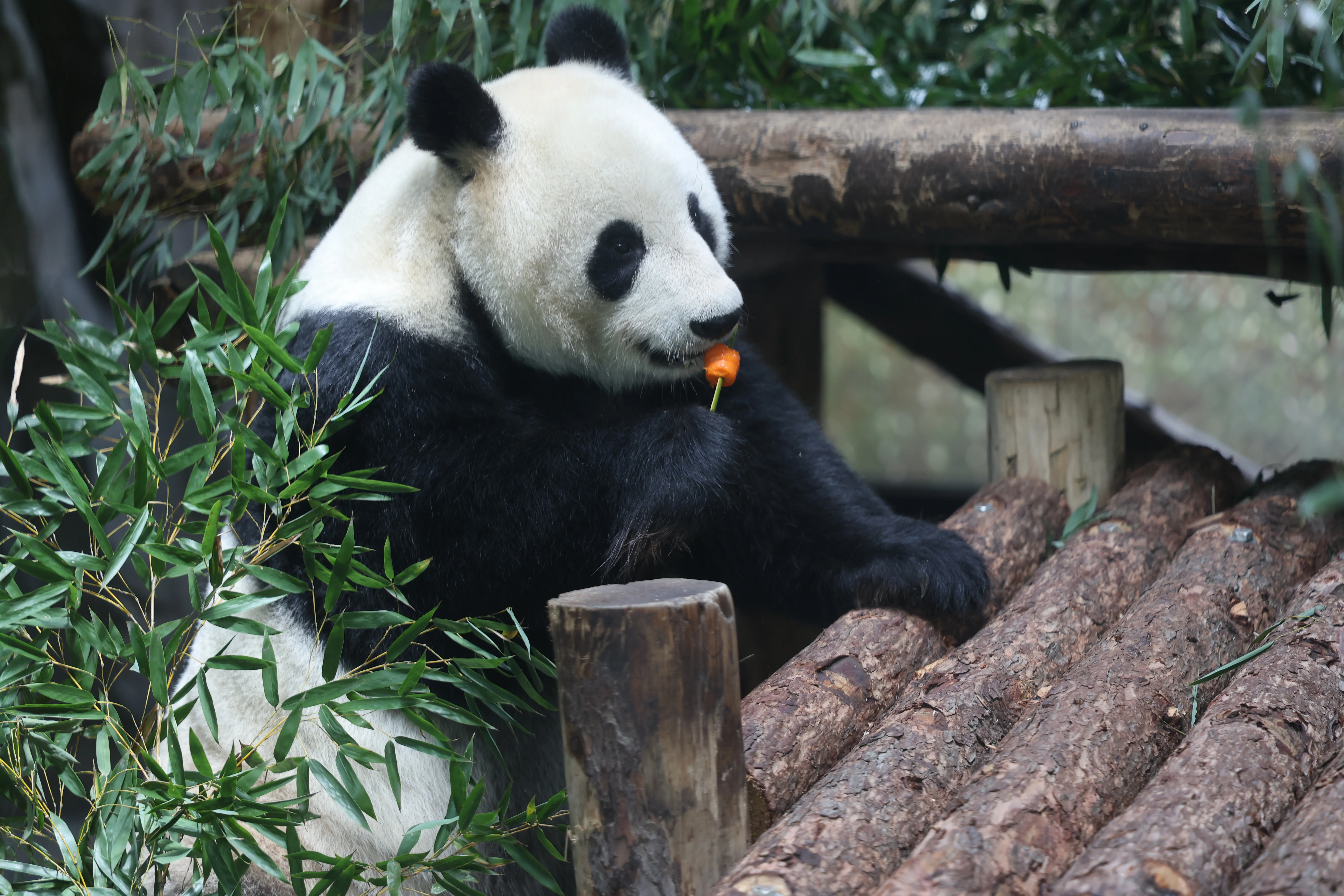 Shanghai Wild Animal Park