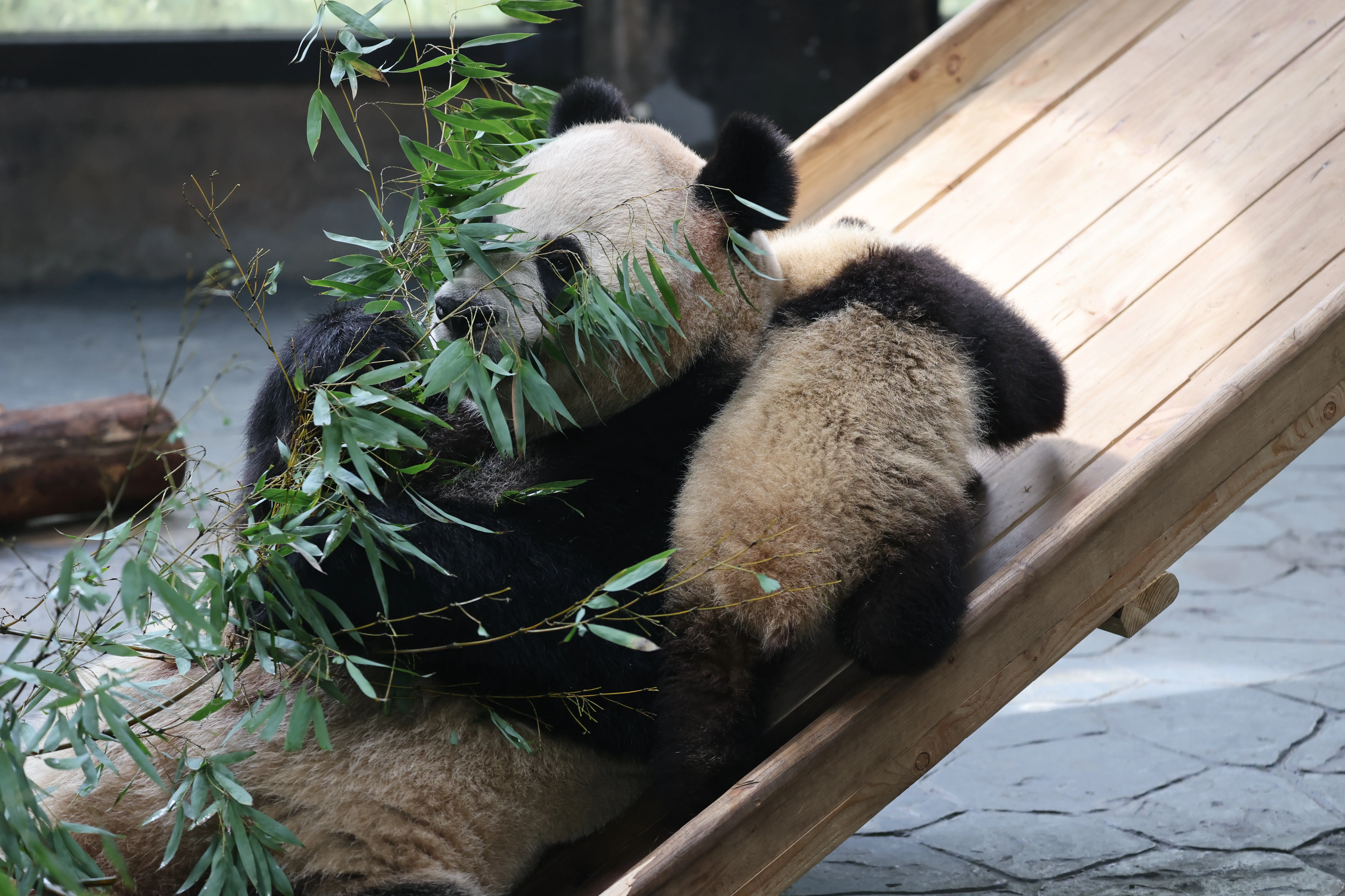 Shanghai Wild Animal Park
