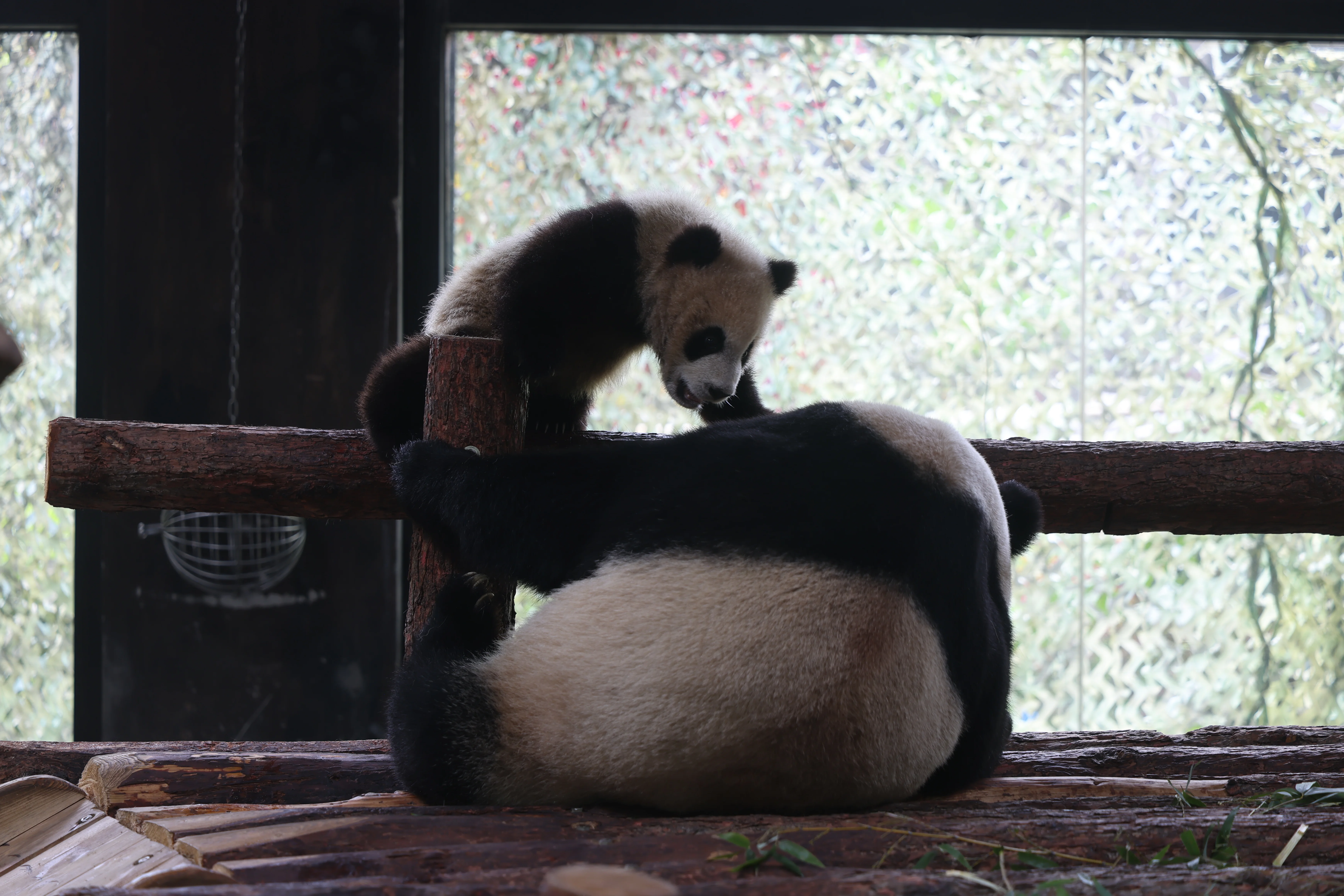 Shanghai Wild Animal Park