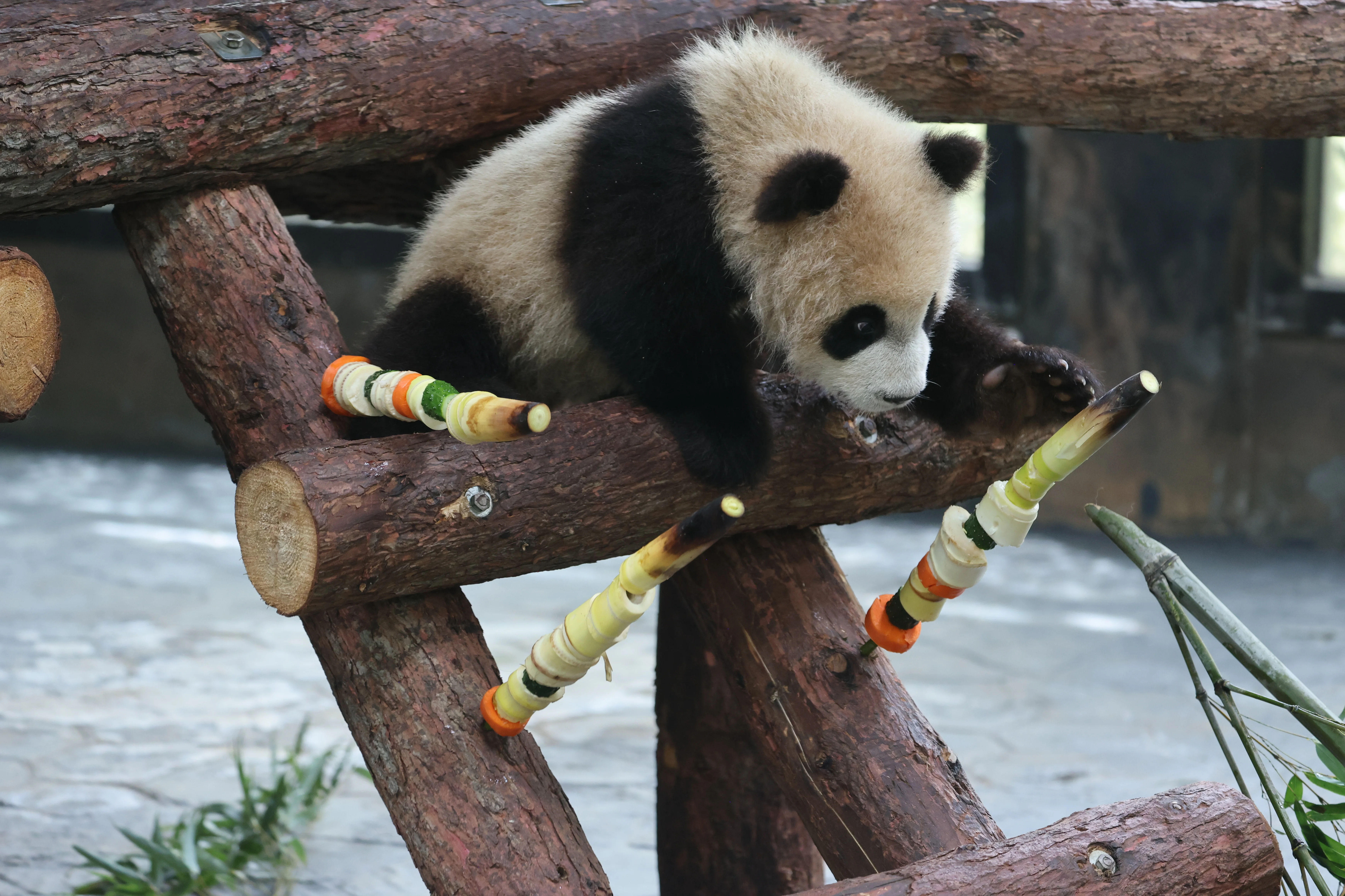 Shanghai Wild Animal Park