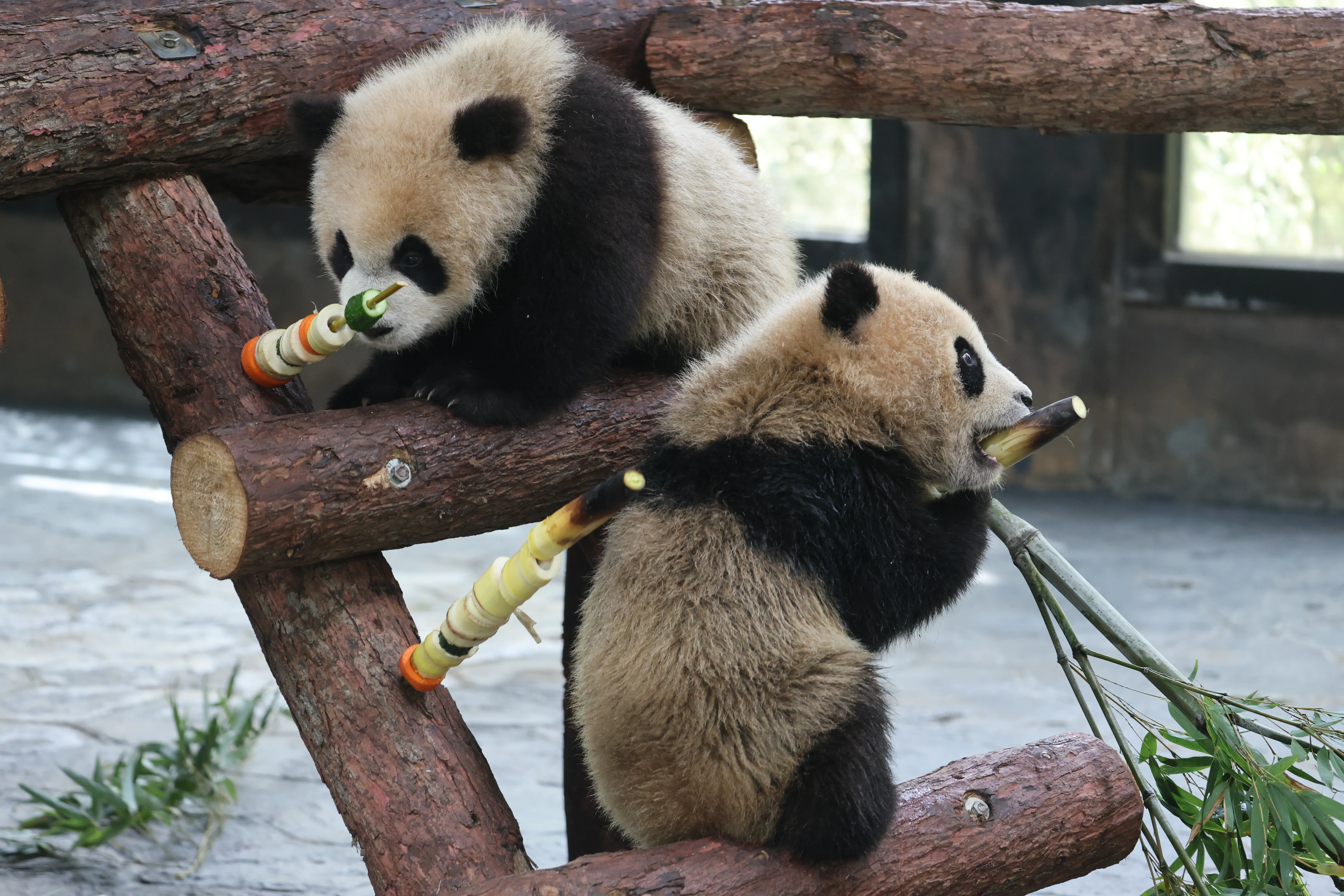 Shanghai Wild Animal Park