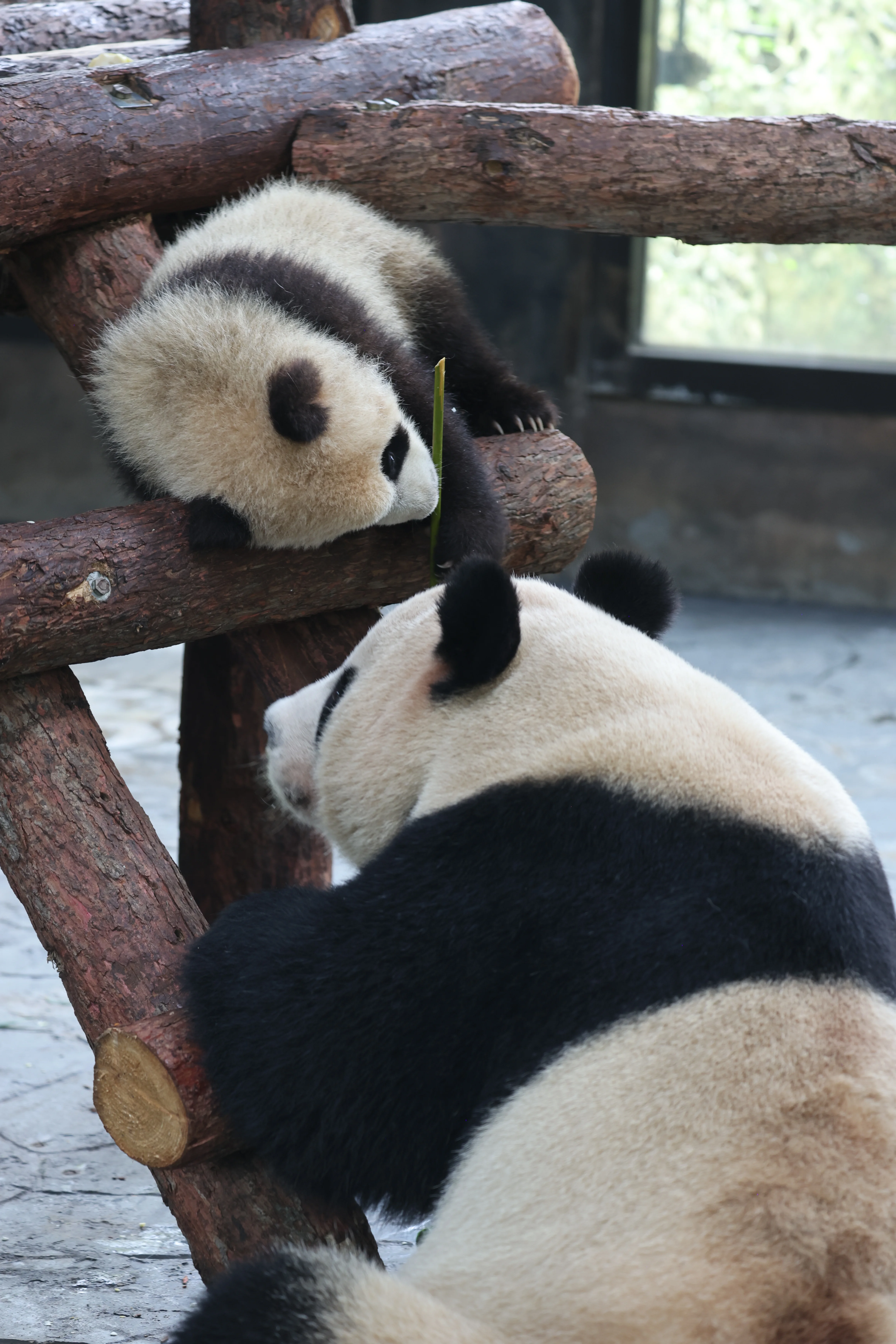 Shanghai Wild Animal Park
