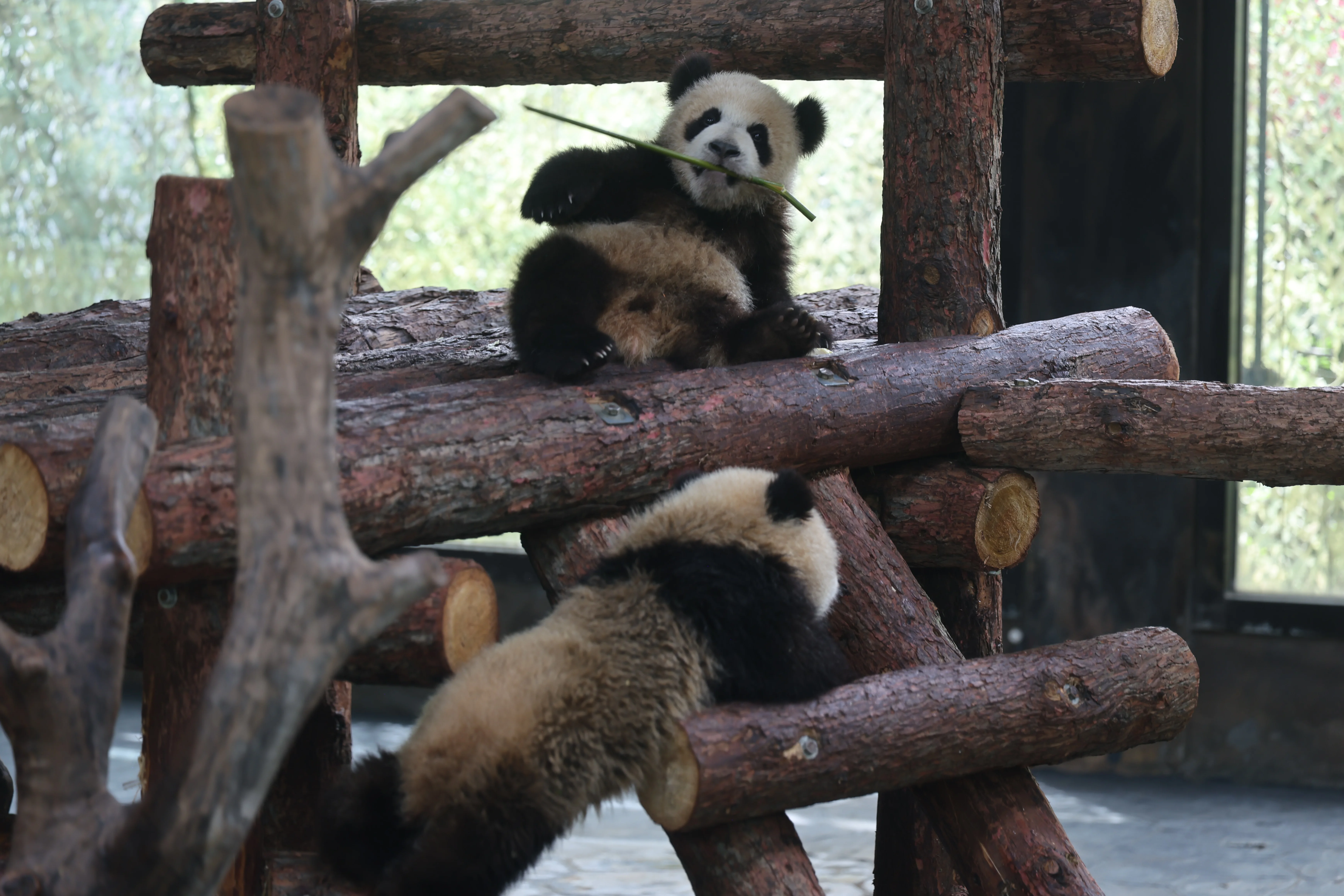Shanghai Wild Animal Park