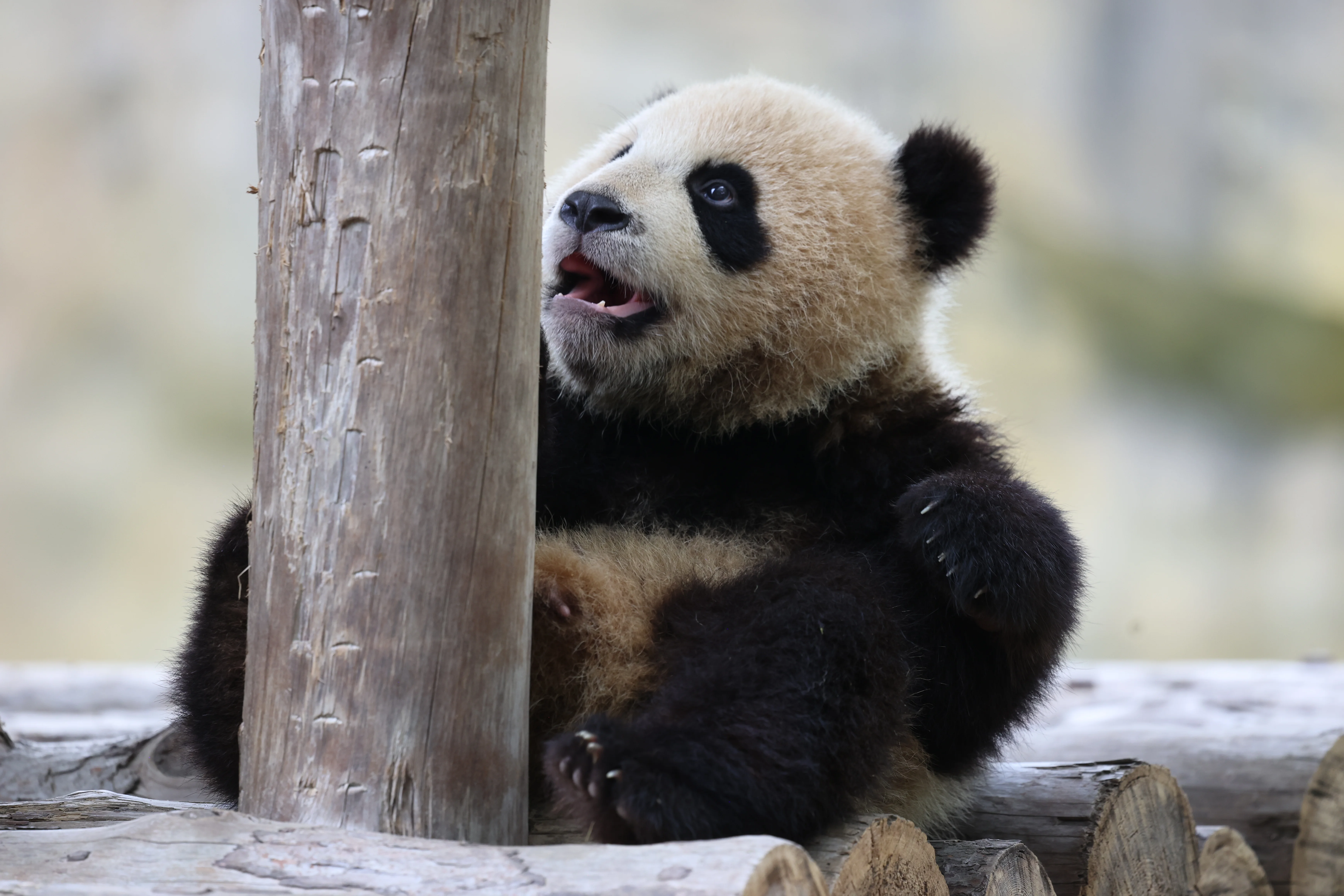 Shanghai Wild Animal Park