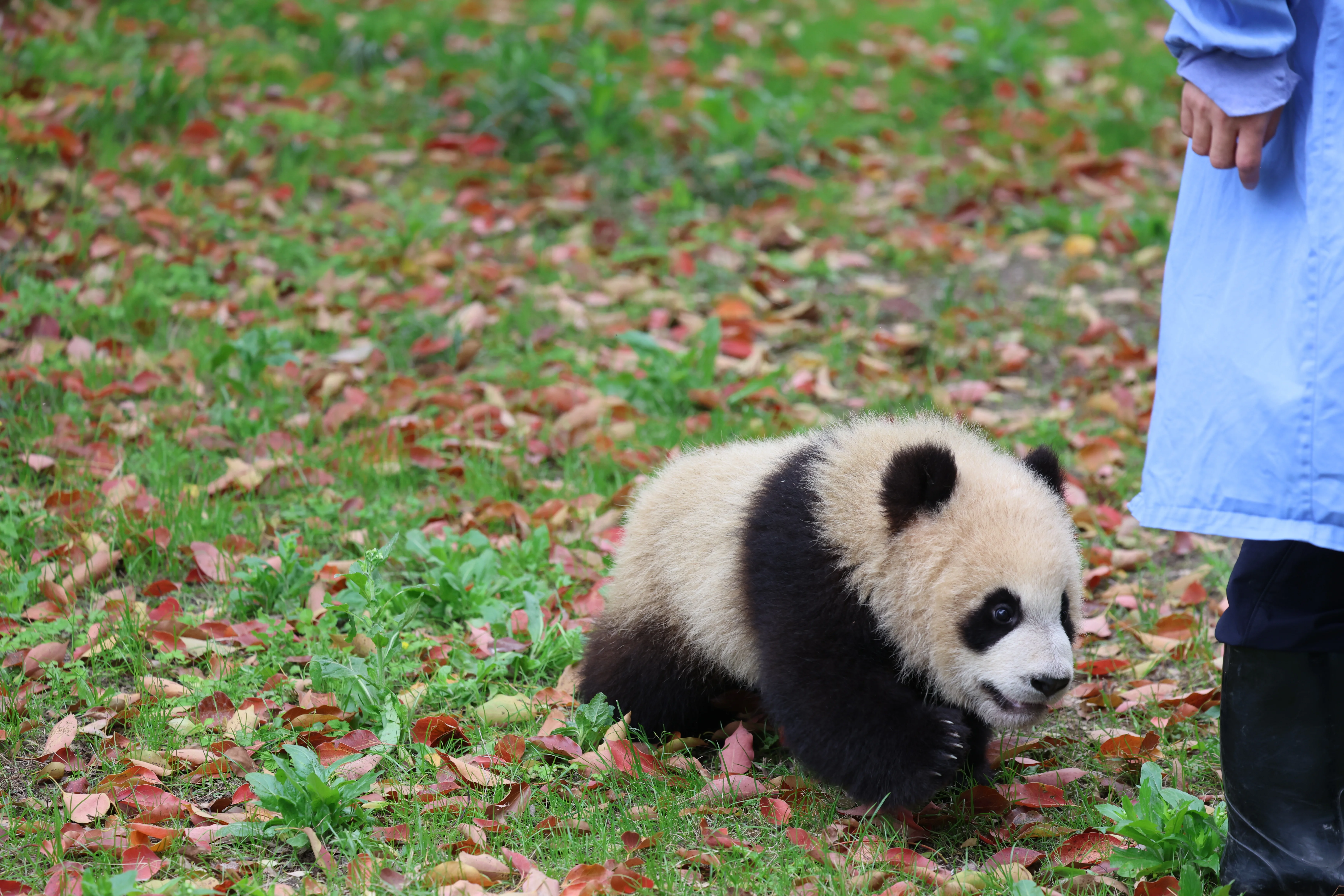 Shanghai Wild Animal Park