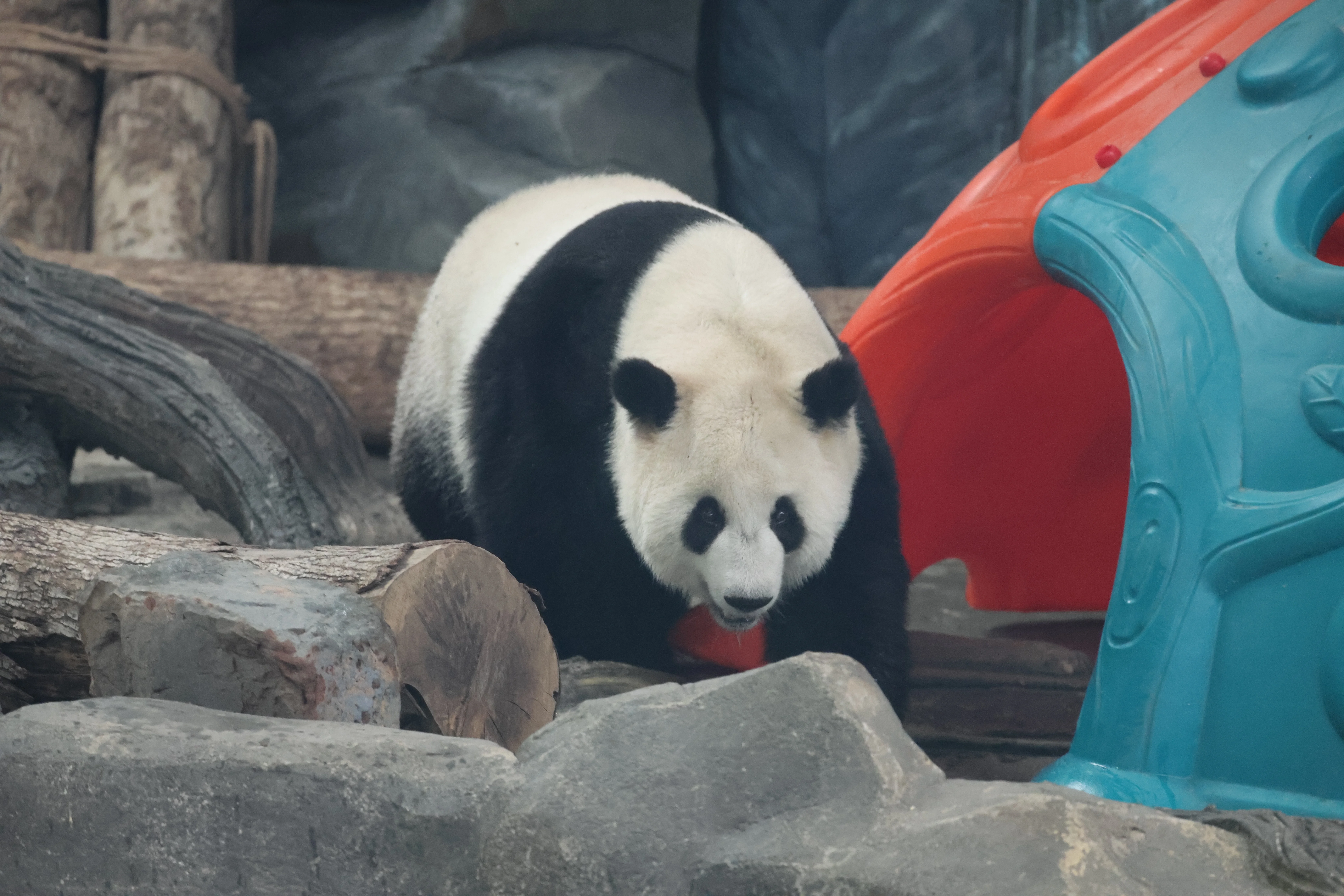 Wuhan Zoo
