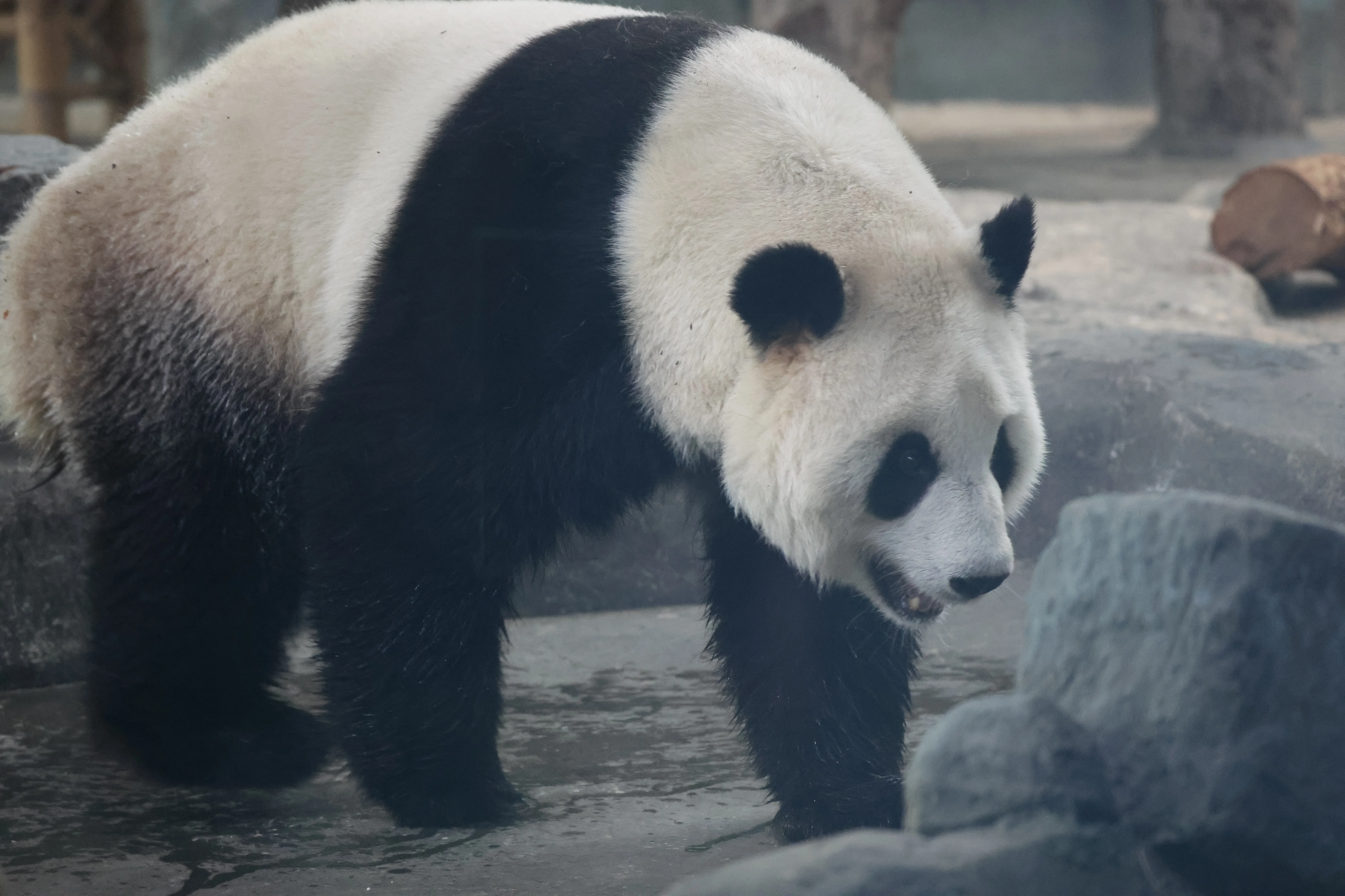 Wuhan Zoo