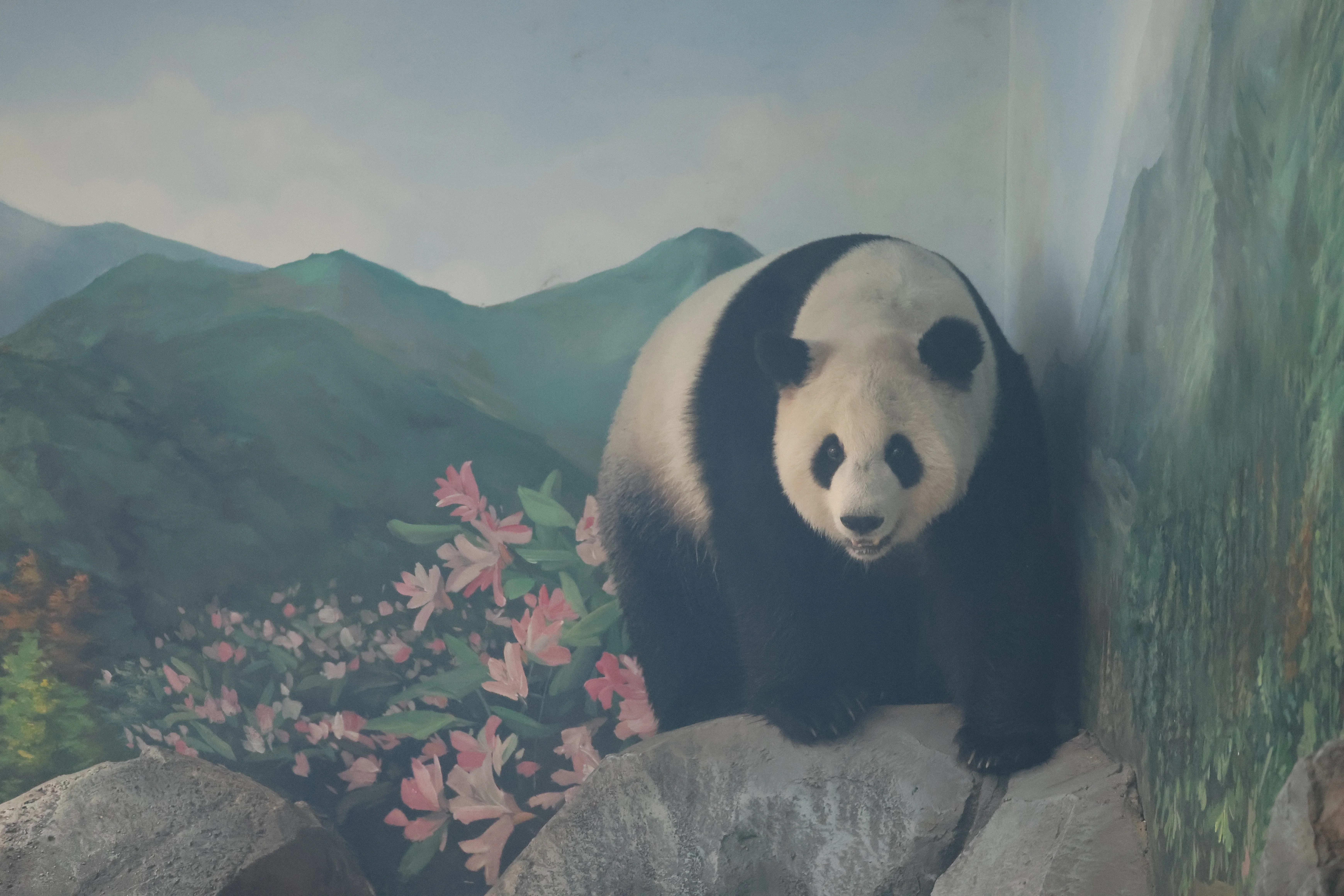 Wuhan Zoo