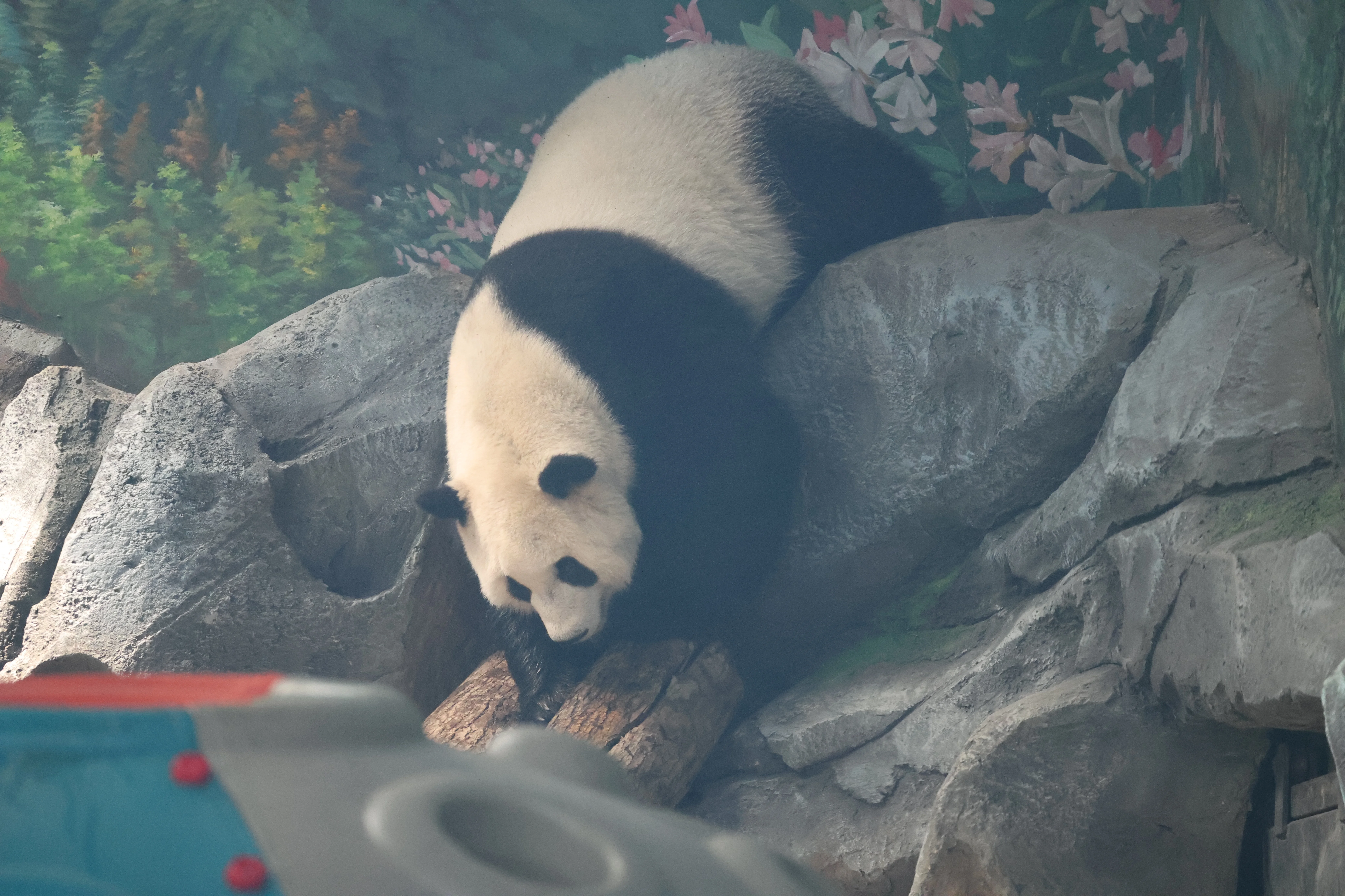 Wuhan Zoo