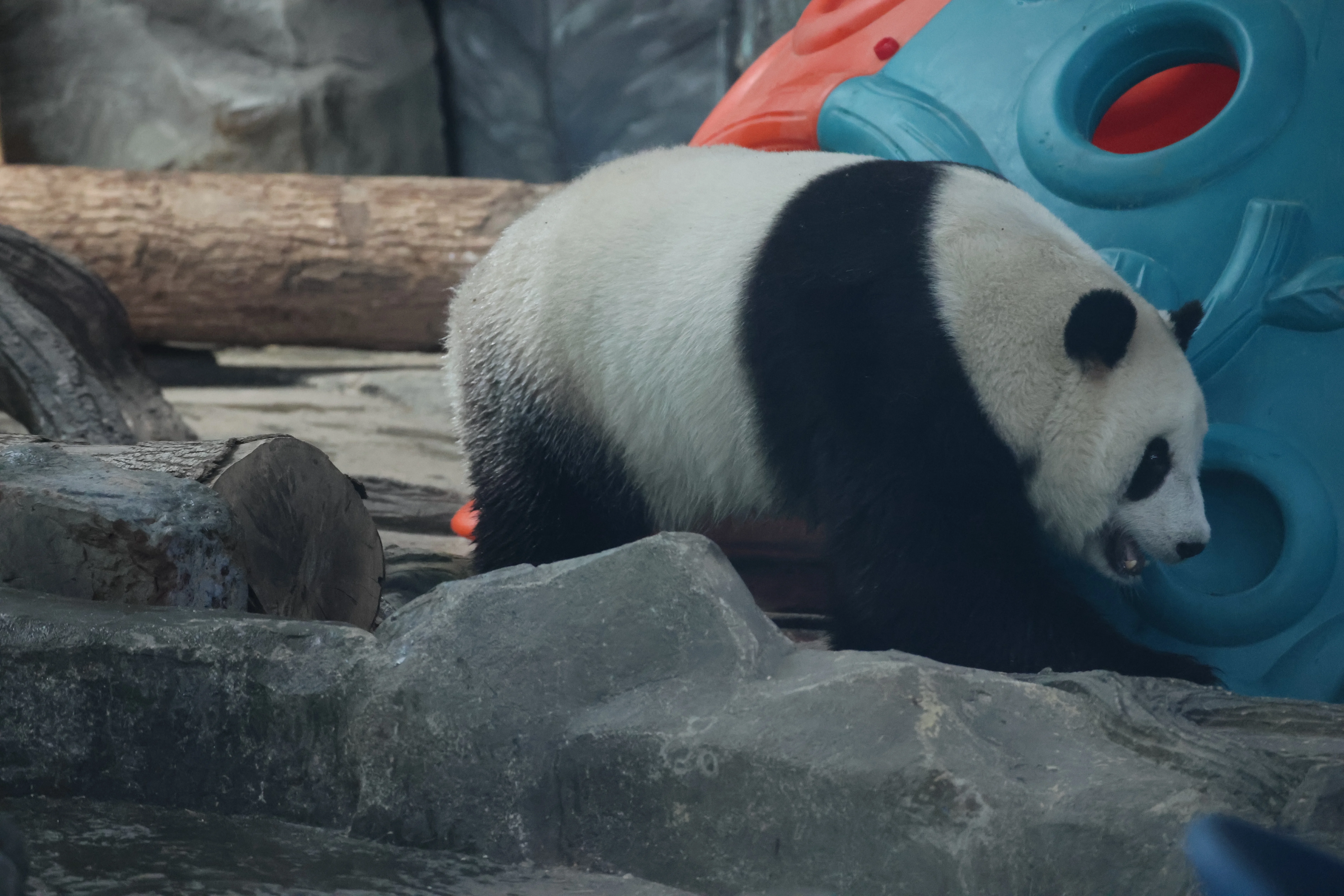Wuhan Zoo