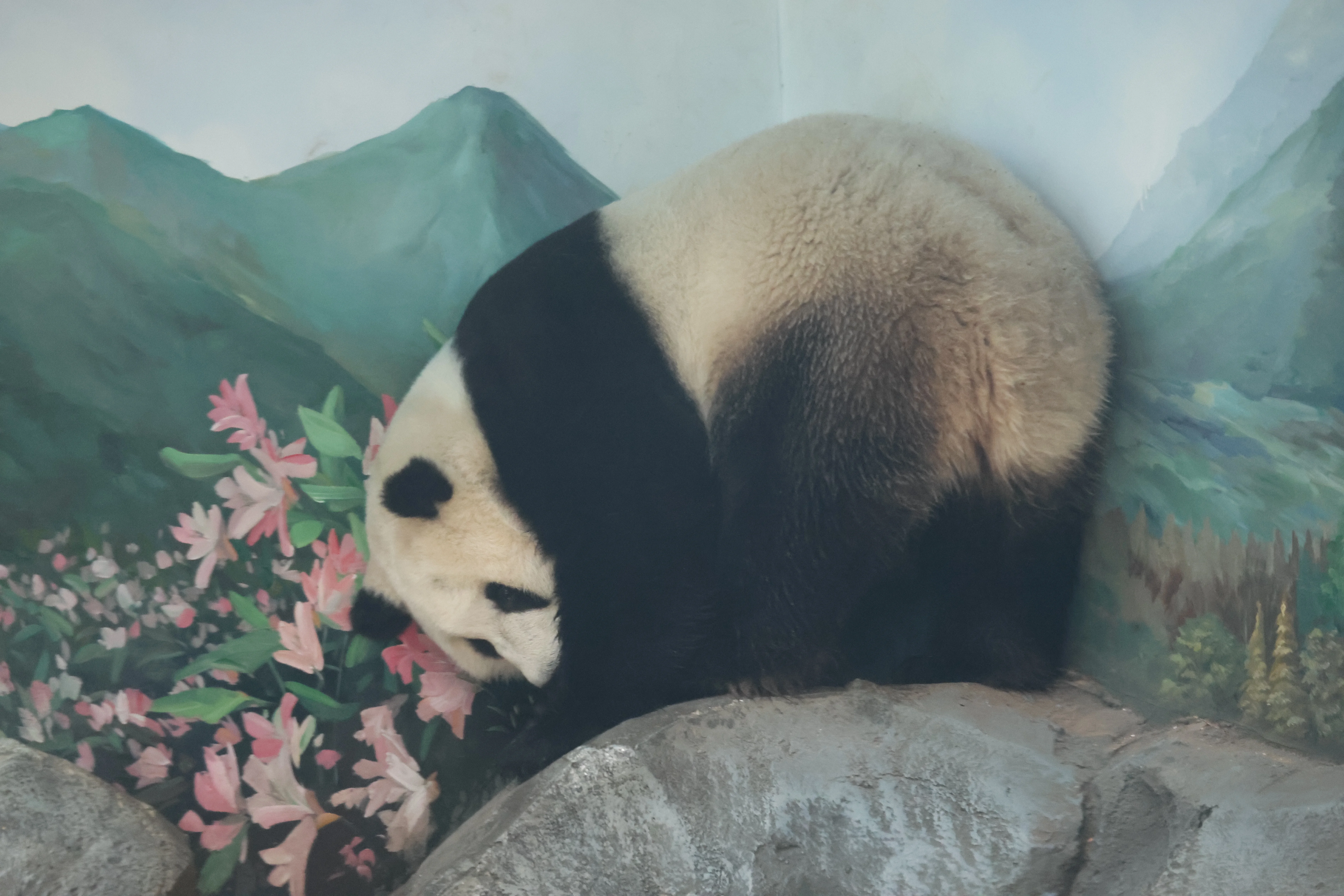Wuhan Zoo