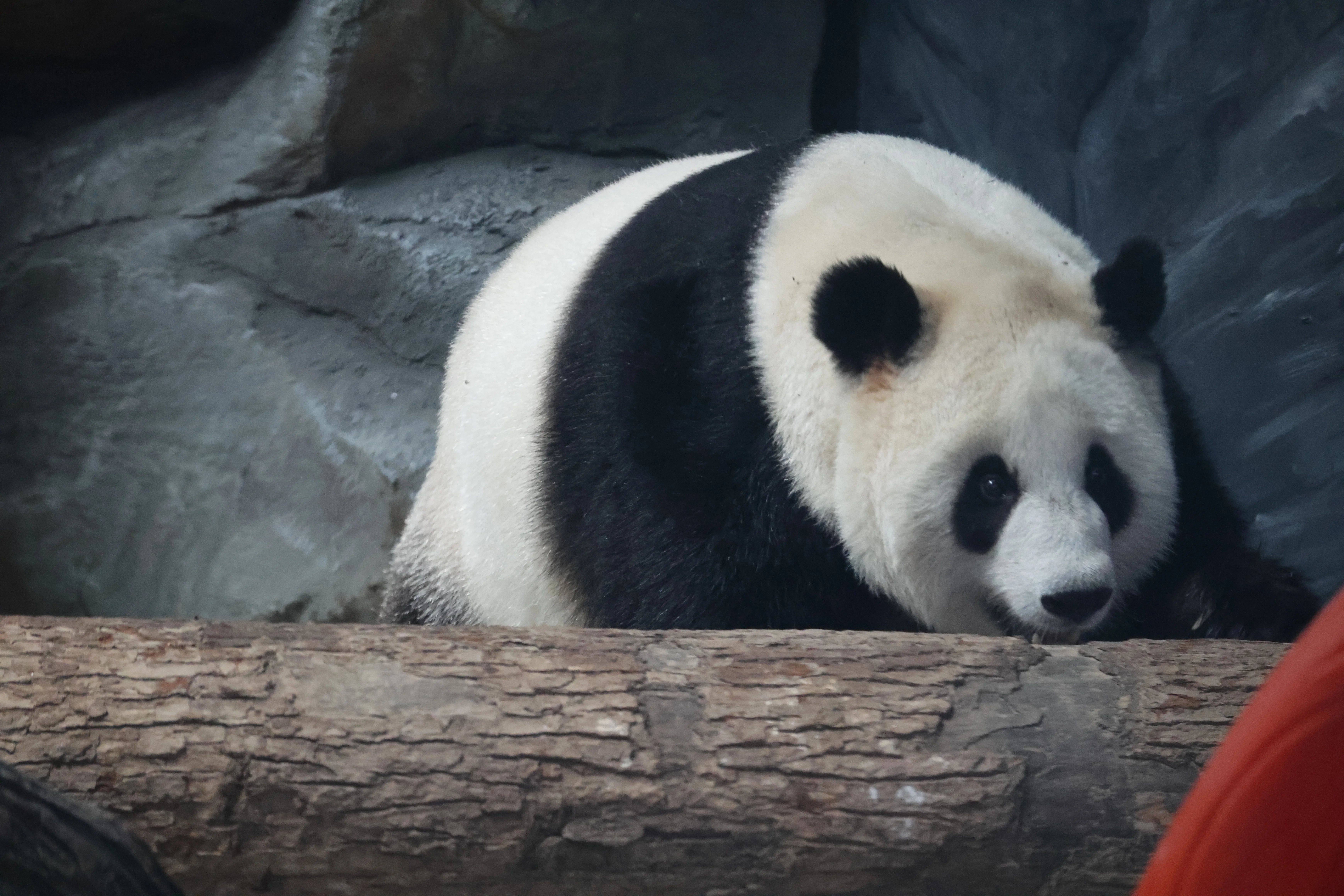 Wuhan Zoo